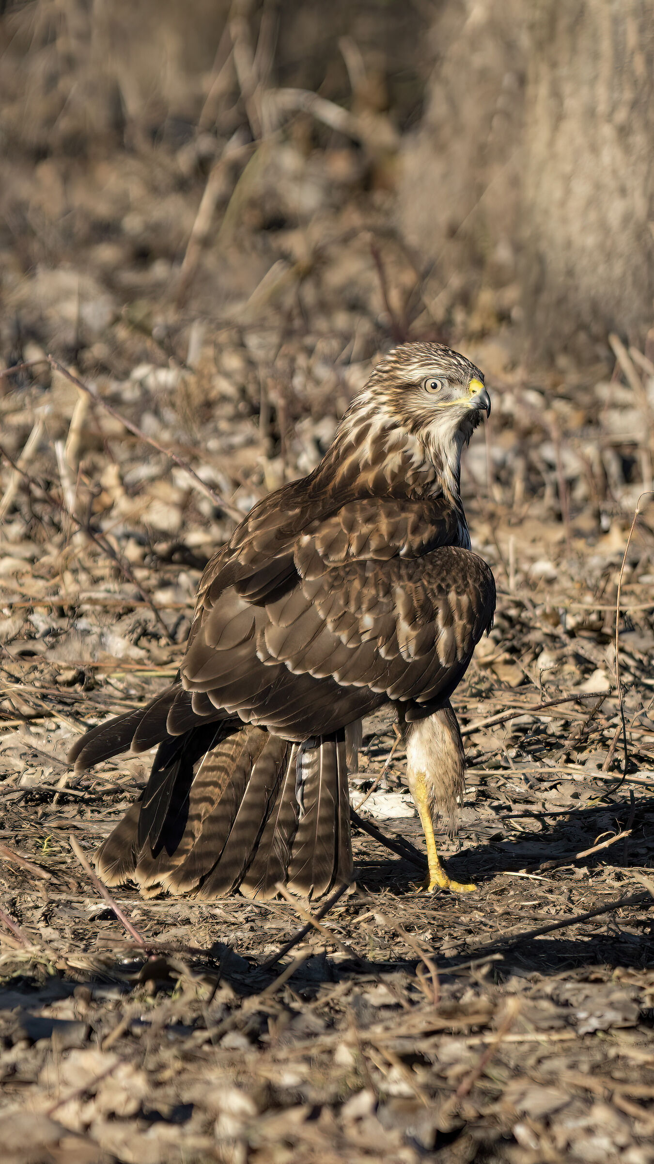 Buzzard