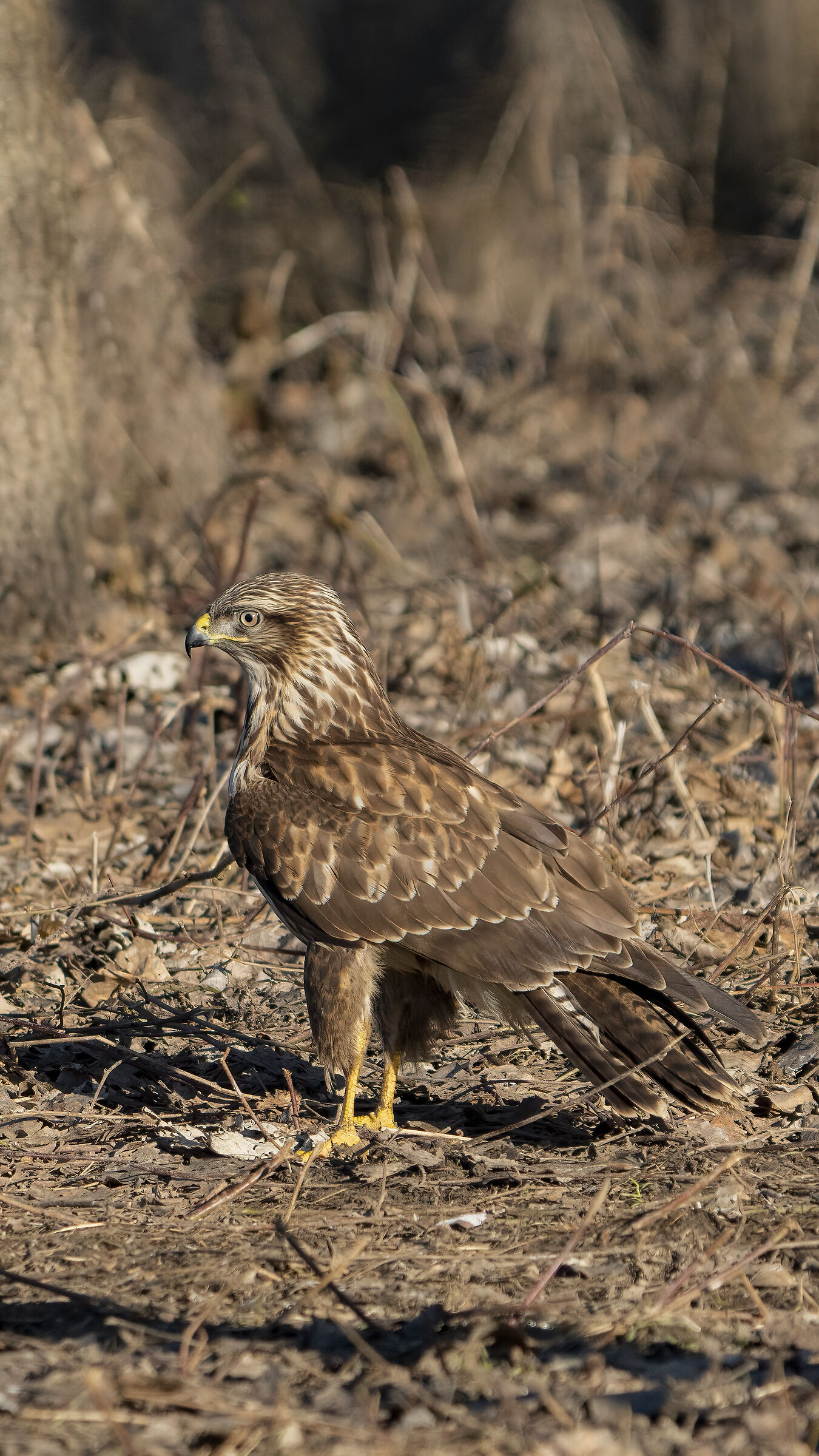Buzzard
