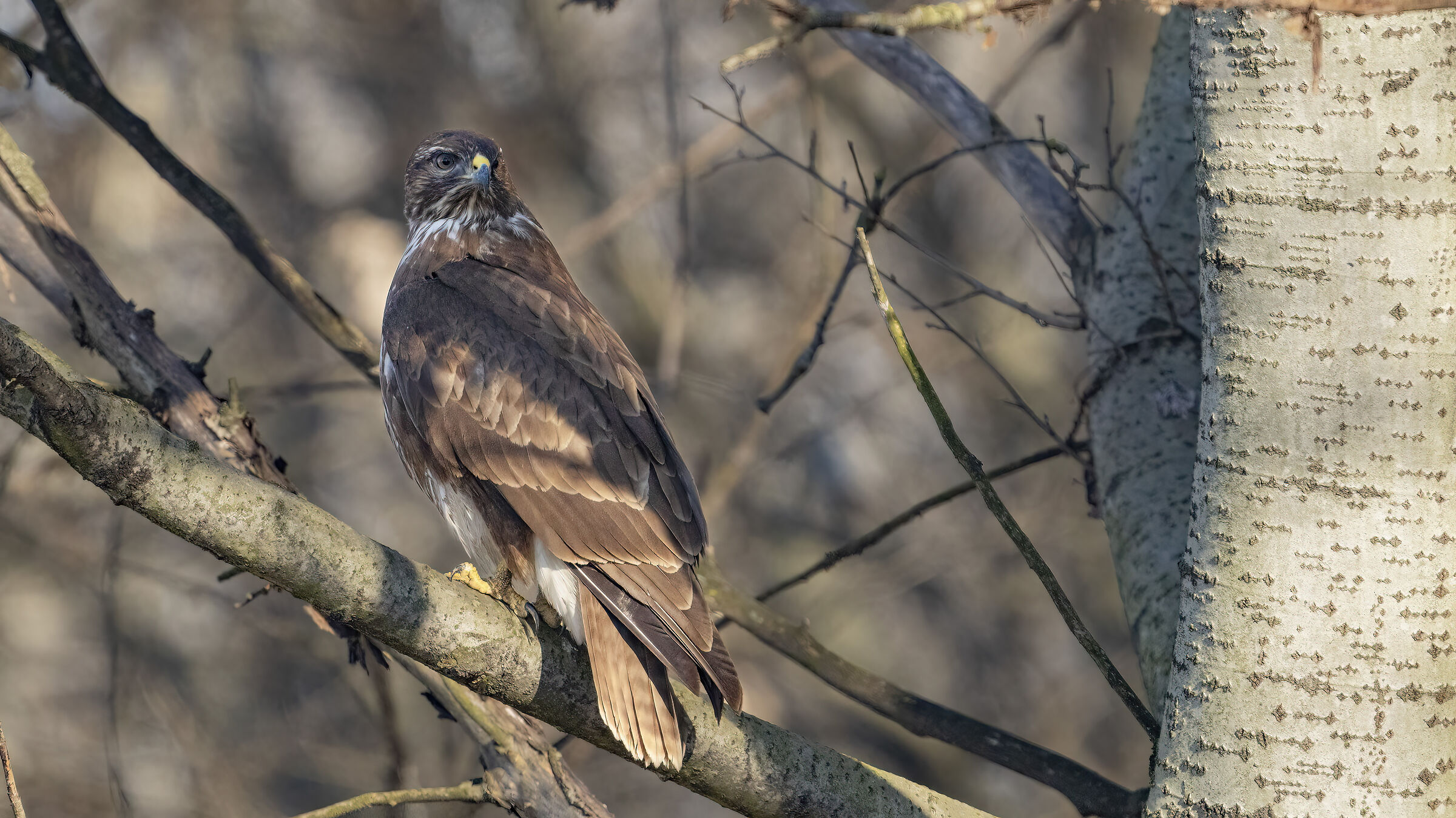 Buzzard