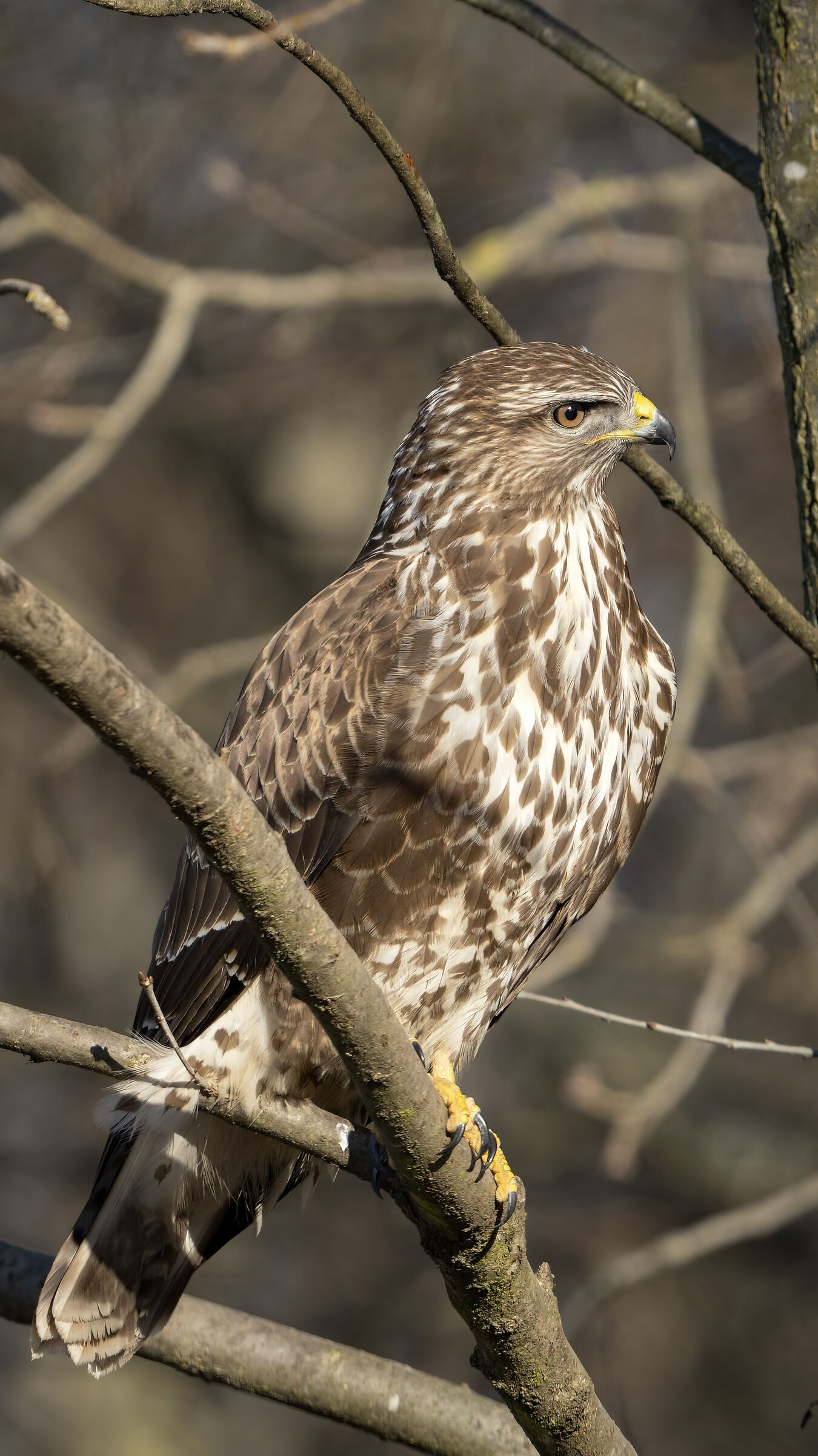 Buzzard