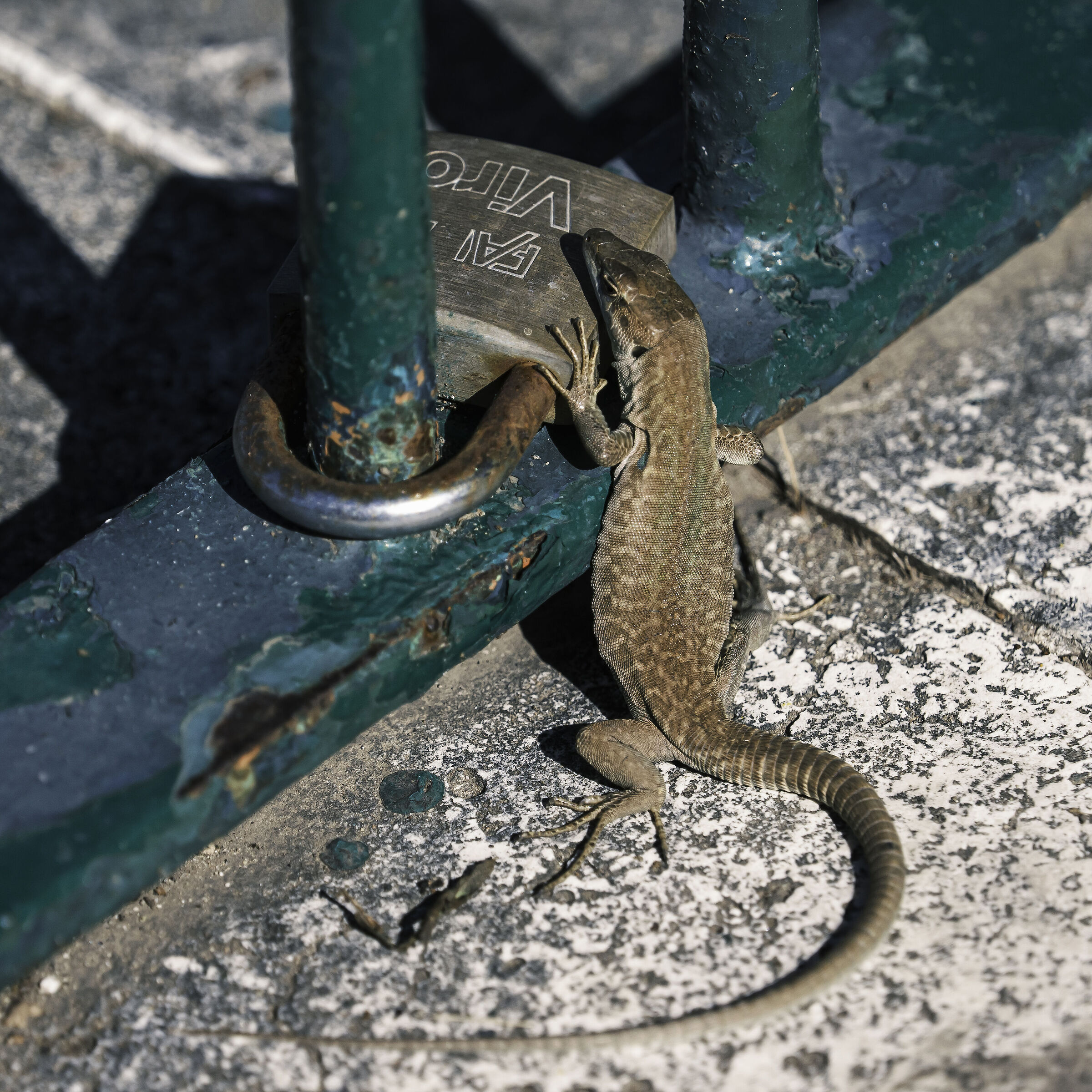 Lizard - renewal pledge of love