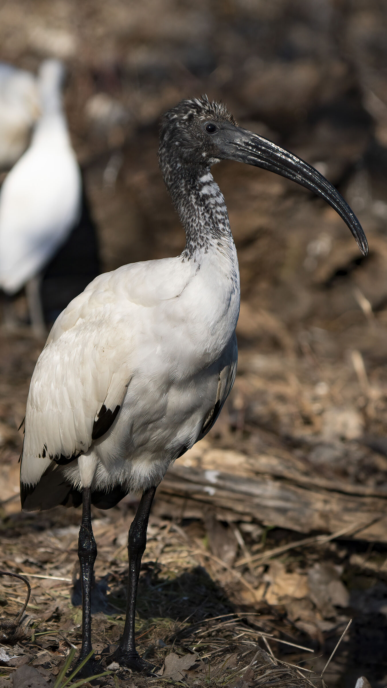 Ibis