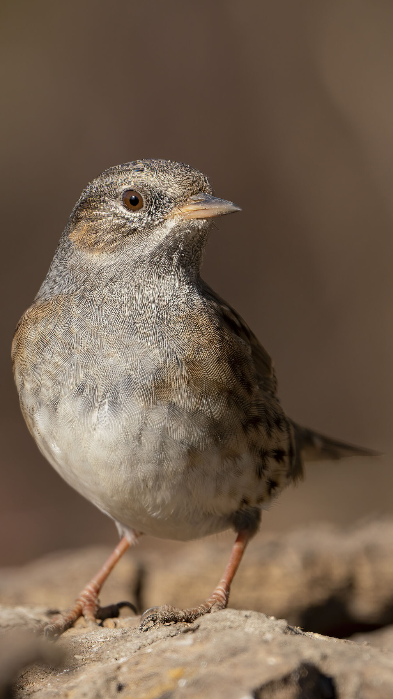 Dunnock