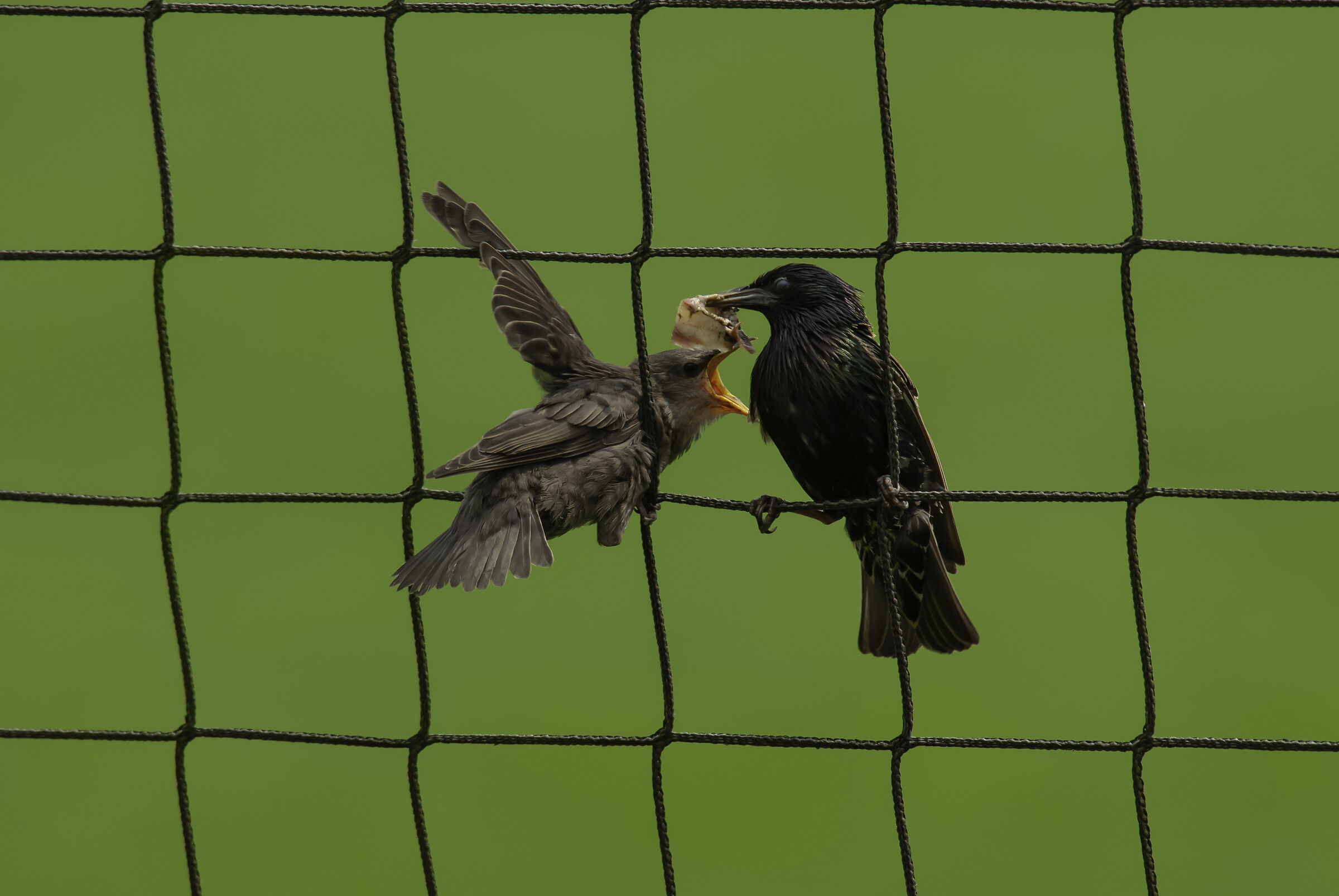 imbeccata...calorica