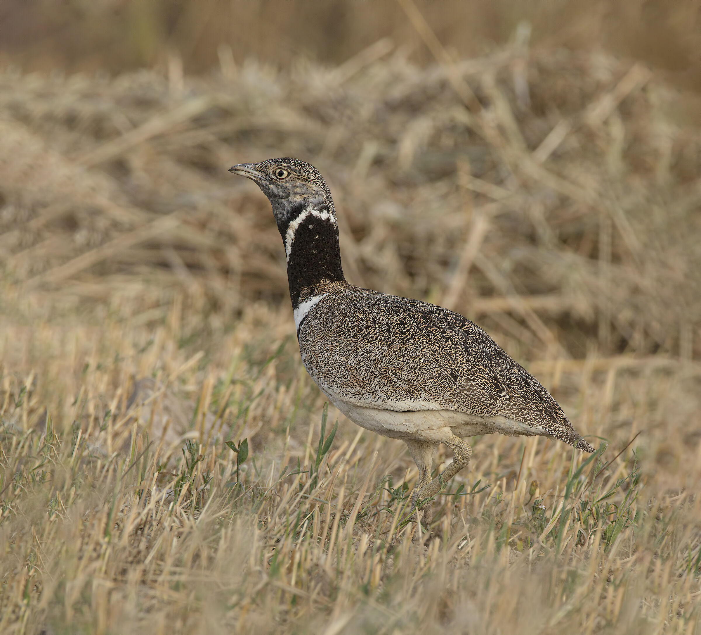 little bustard
