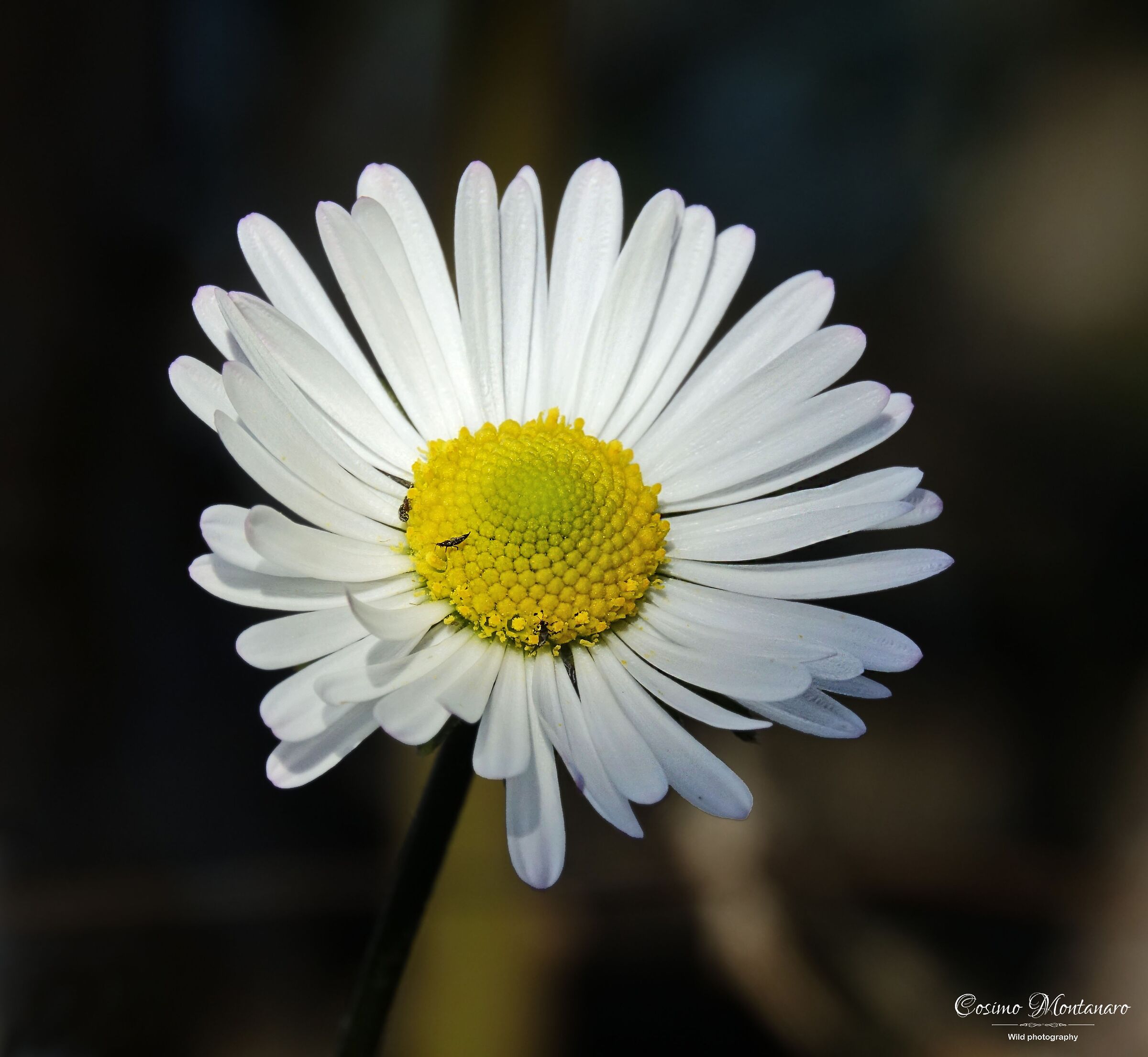 Bellis perennis L