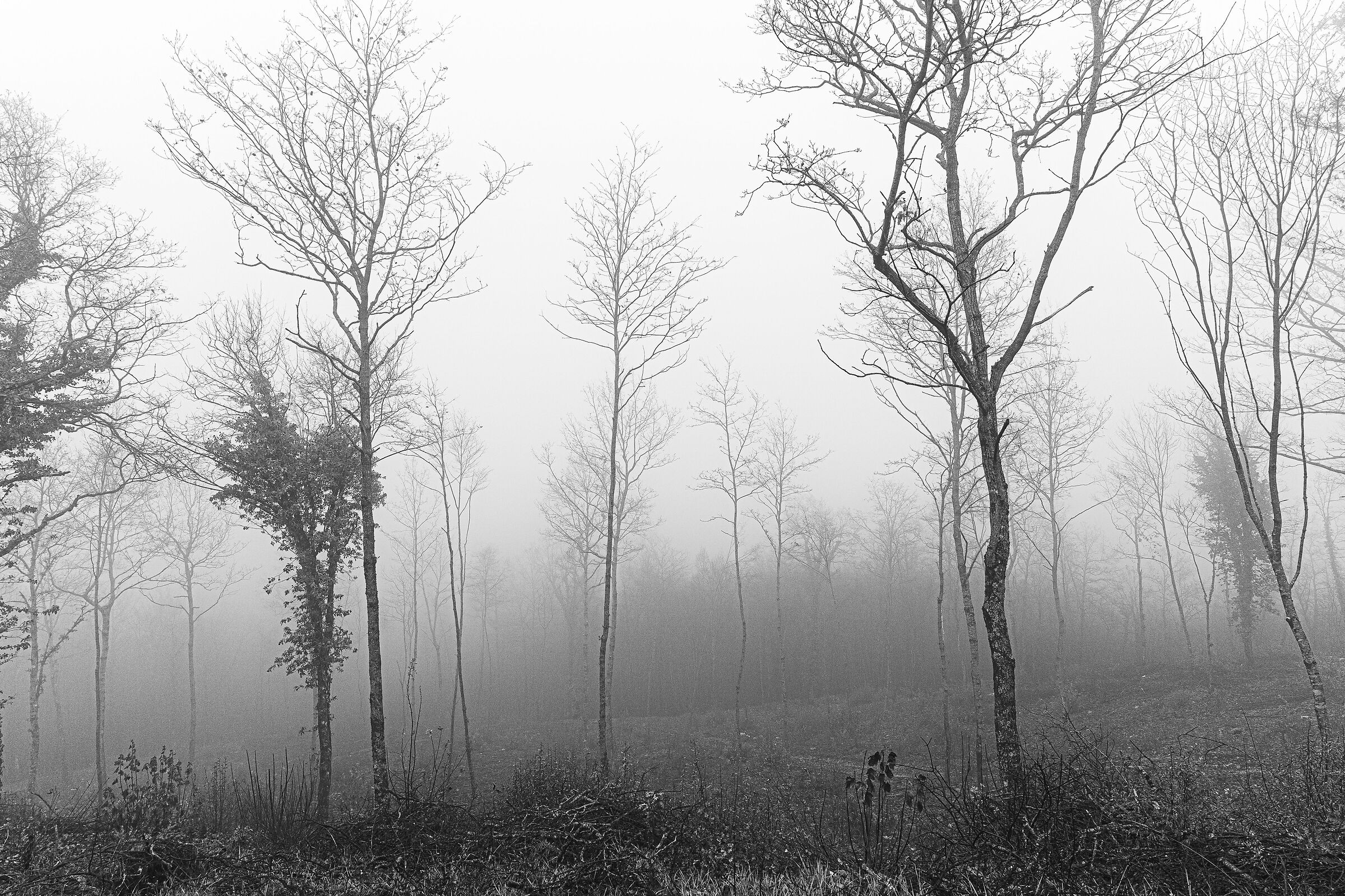 Nebbia 02