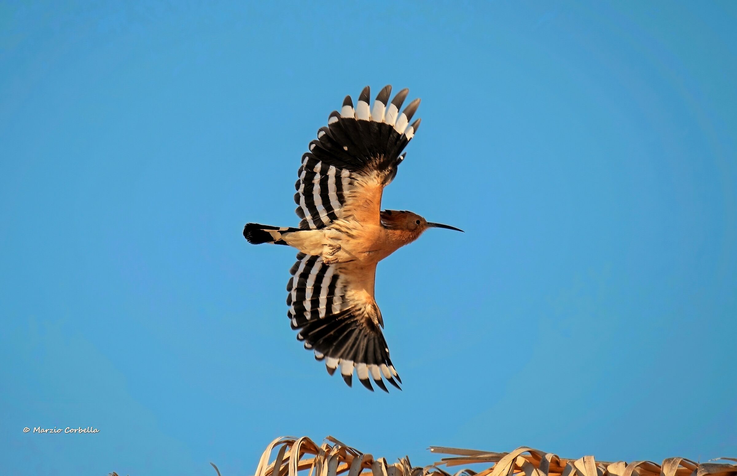 Hoopoe