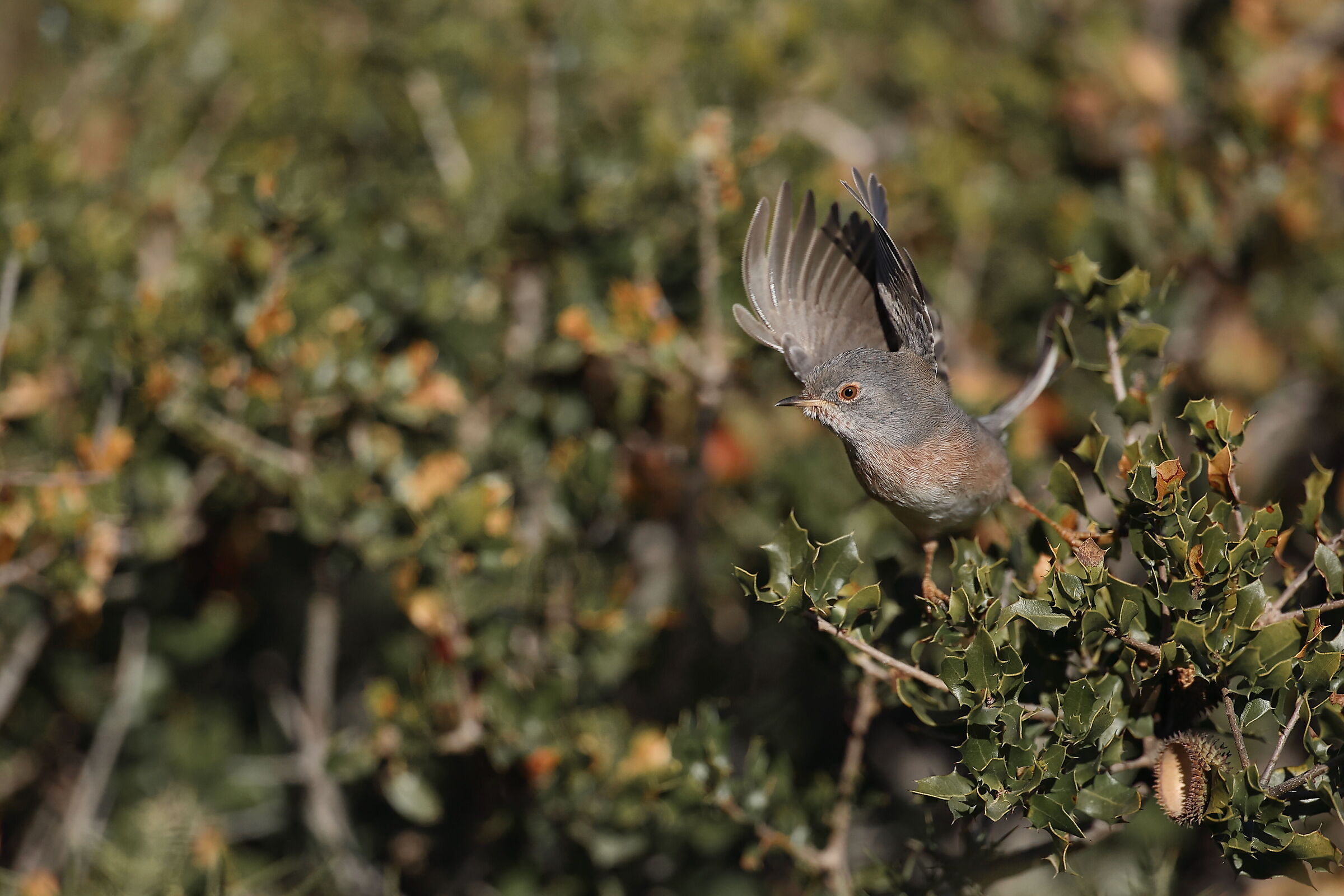 Lo stacco della Magnanina