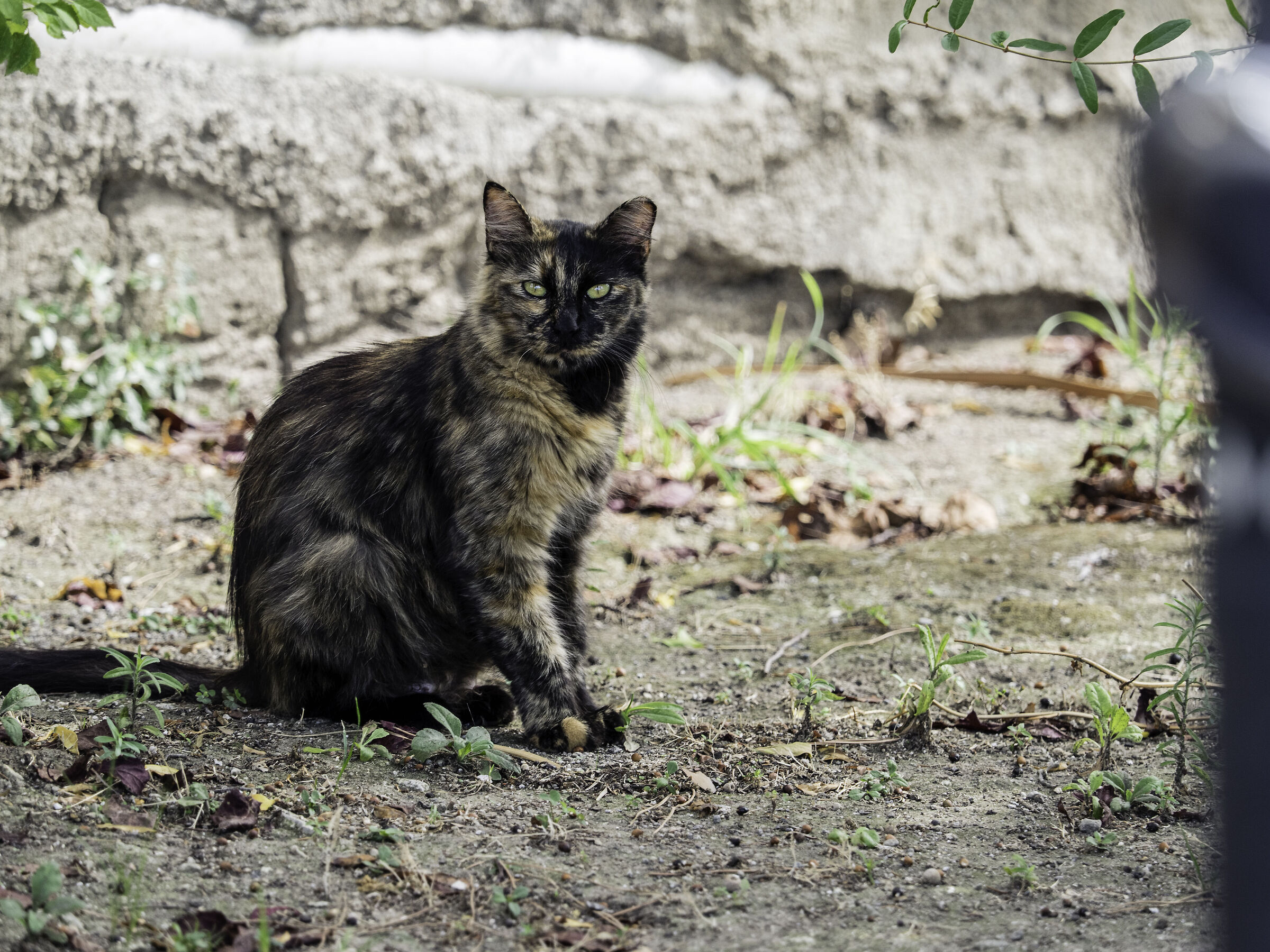 Cat with almond eyes