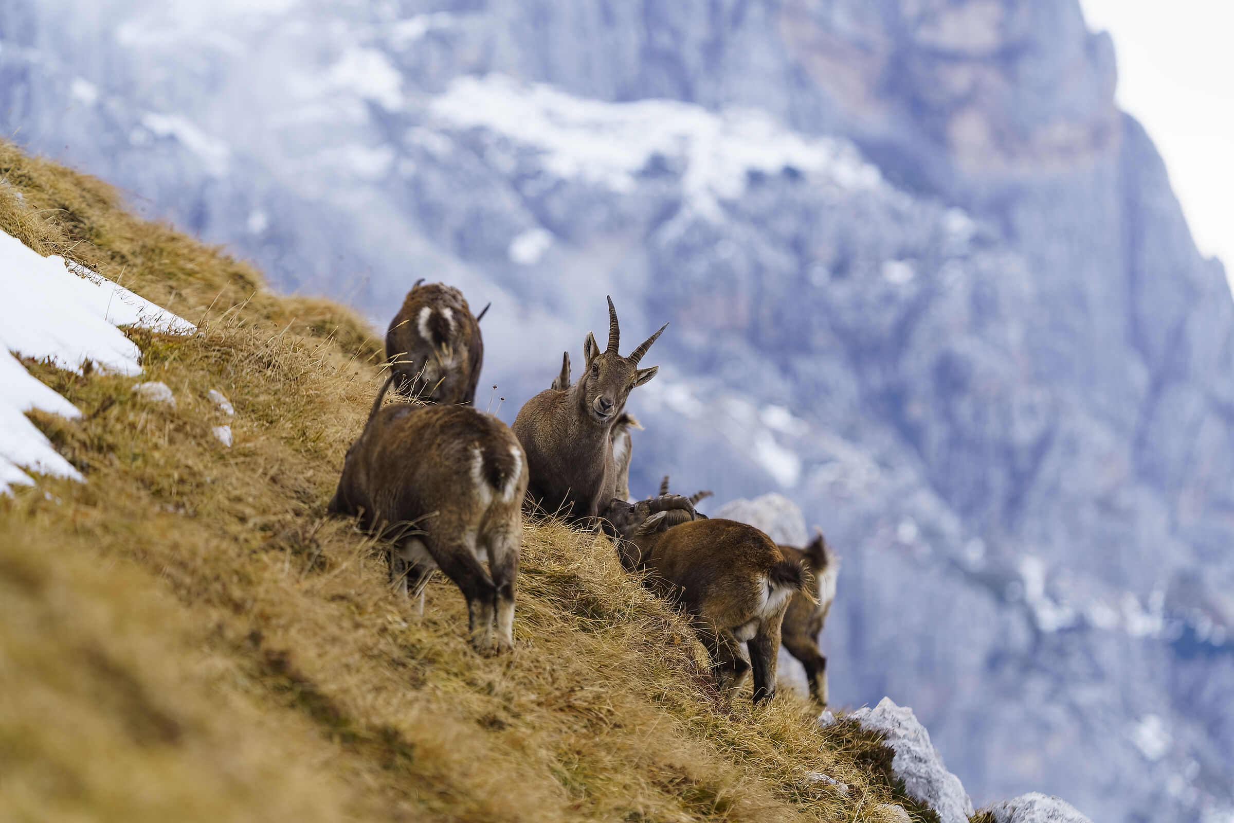 Stambecco contromano