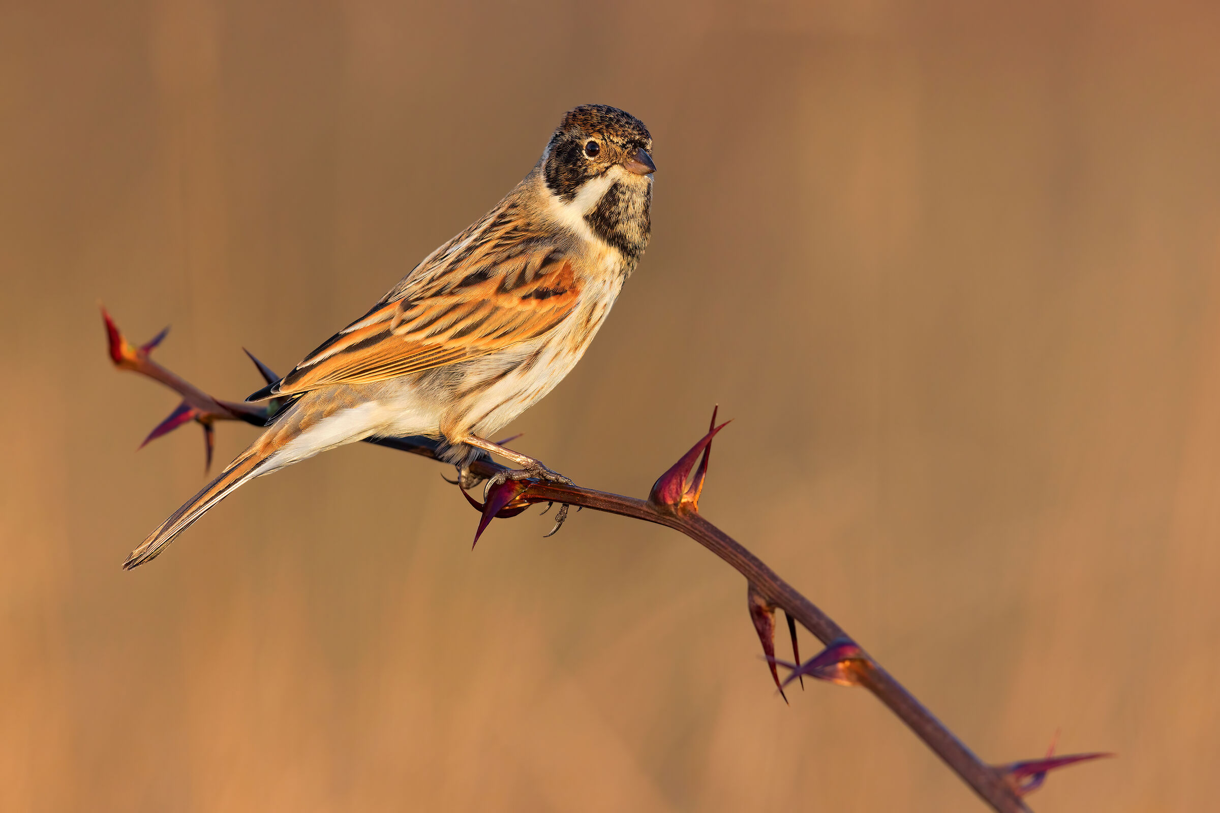 Migliarino di Palude