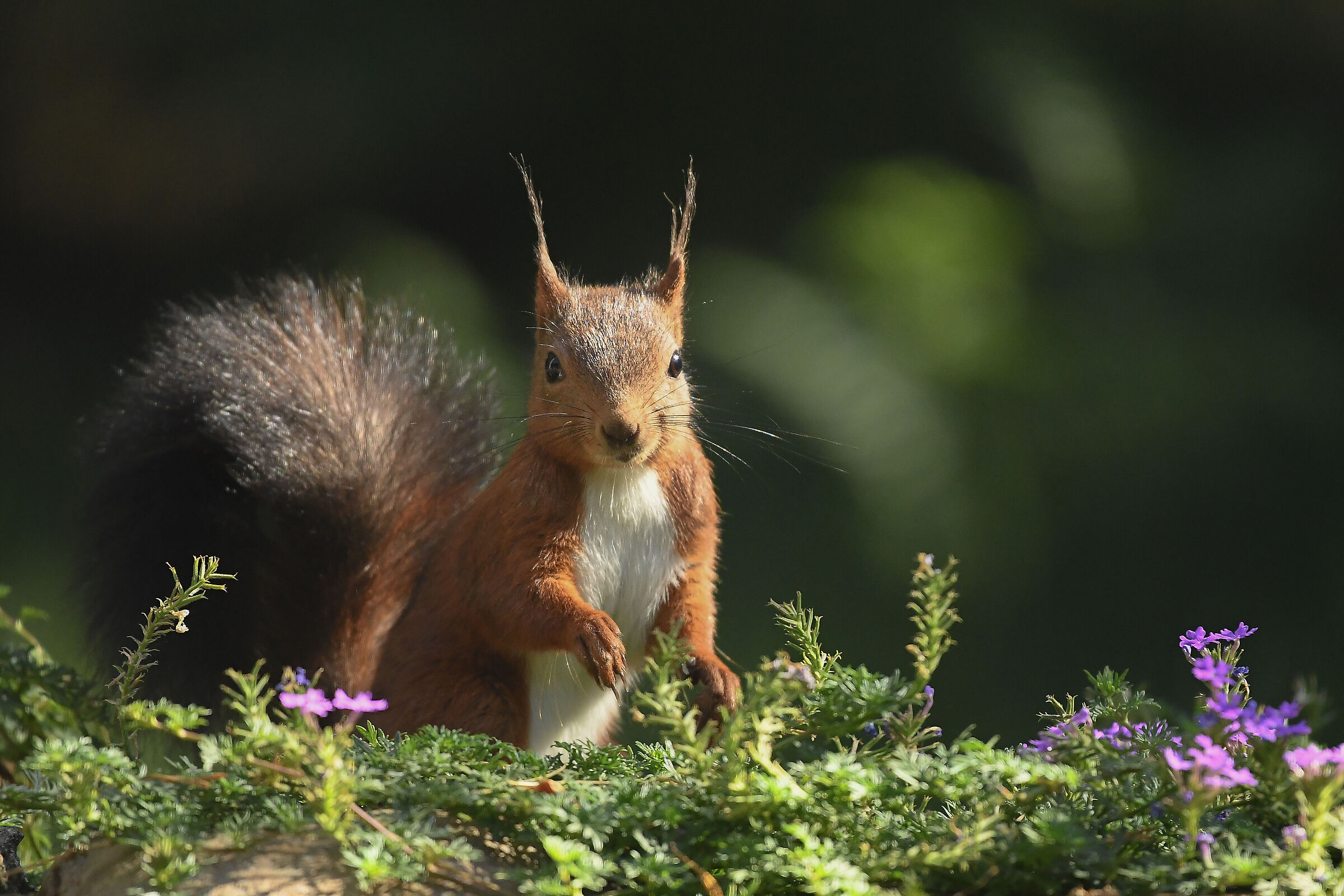 Squirrel