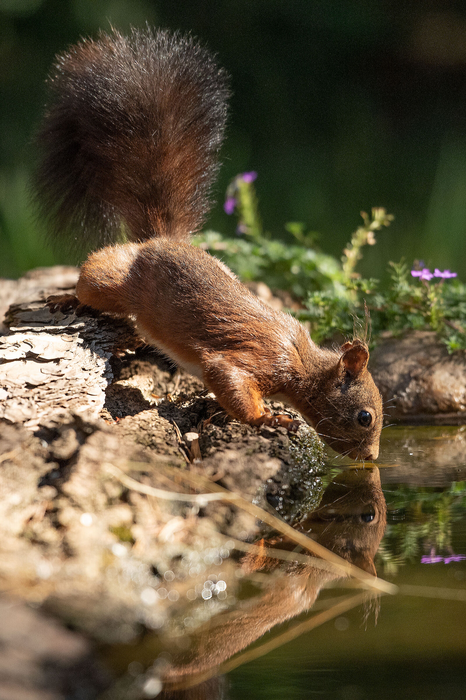 squirrel