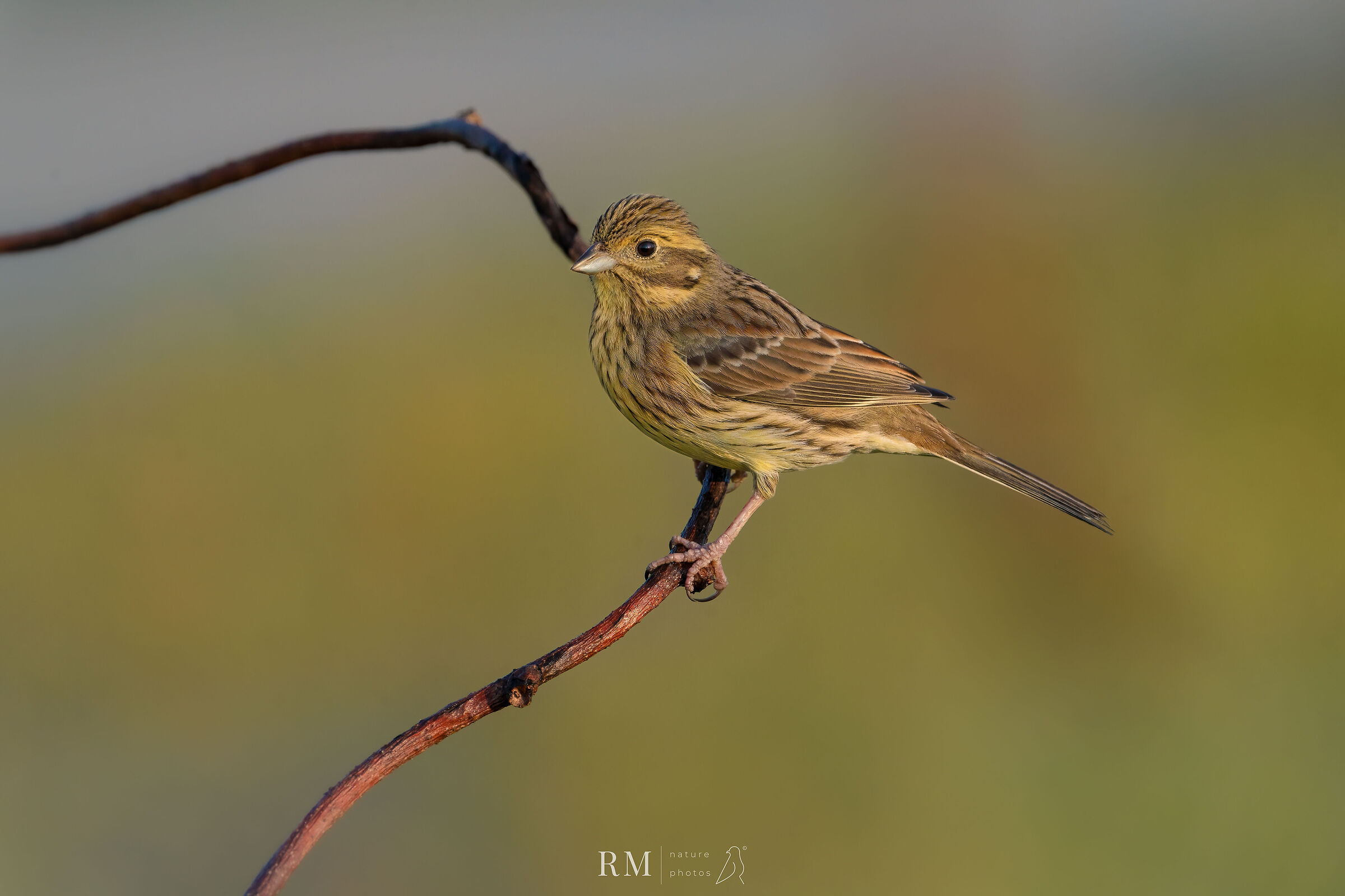 Cirl bunting
