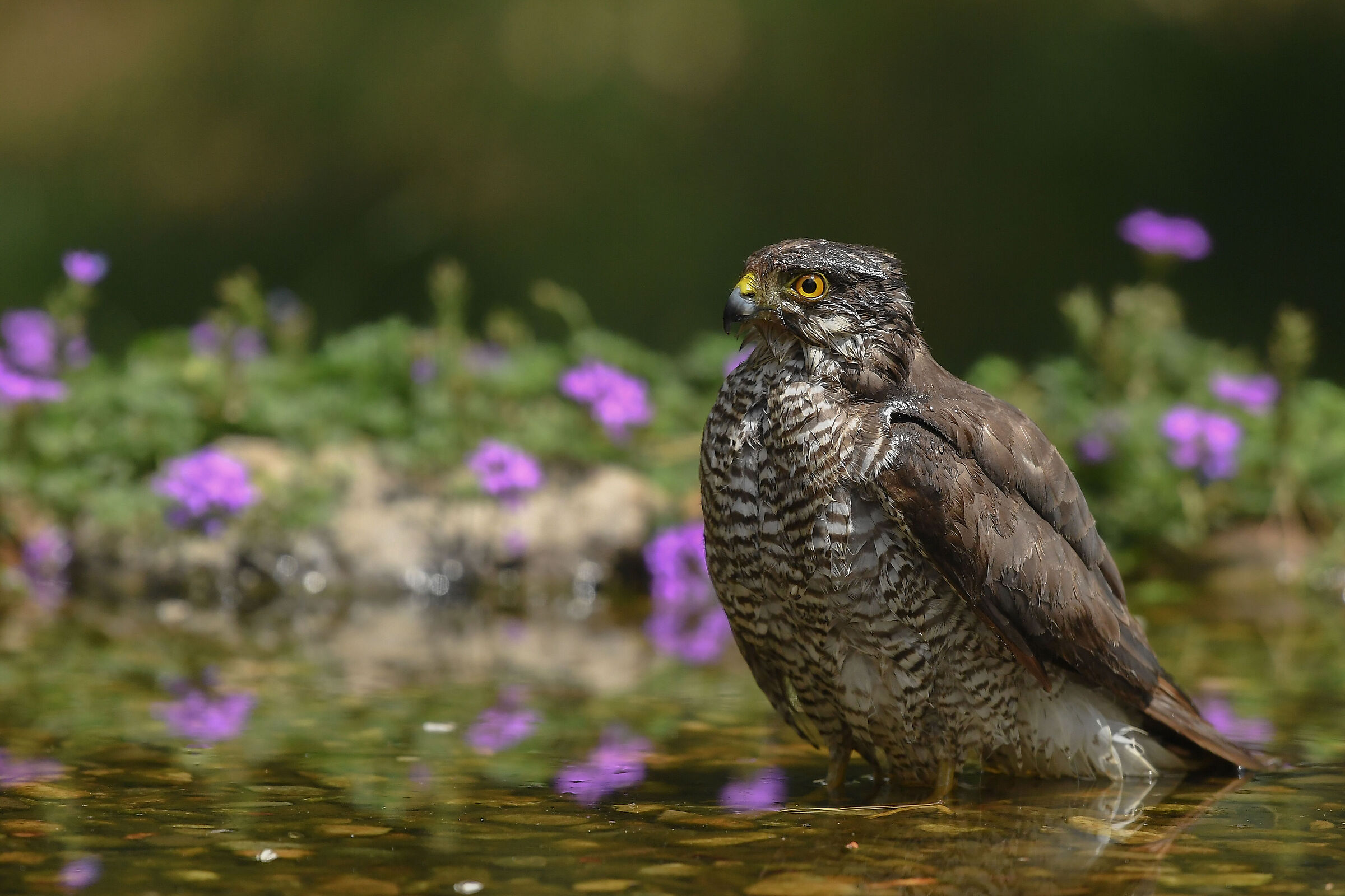 Sparrowhawk
