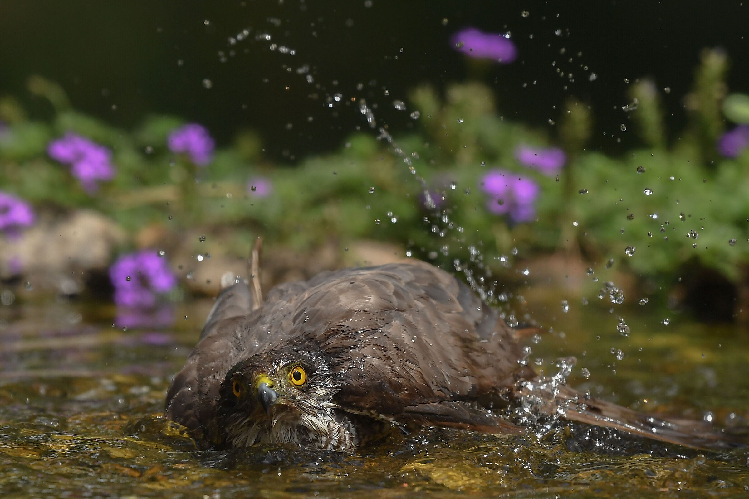Sparrowhawk