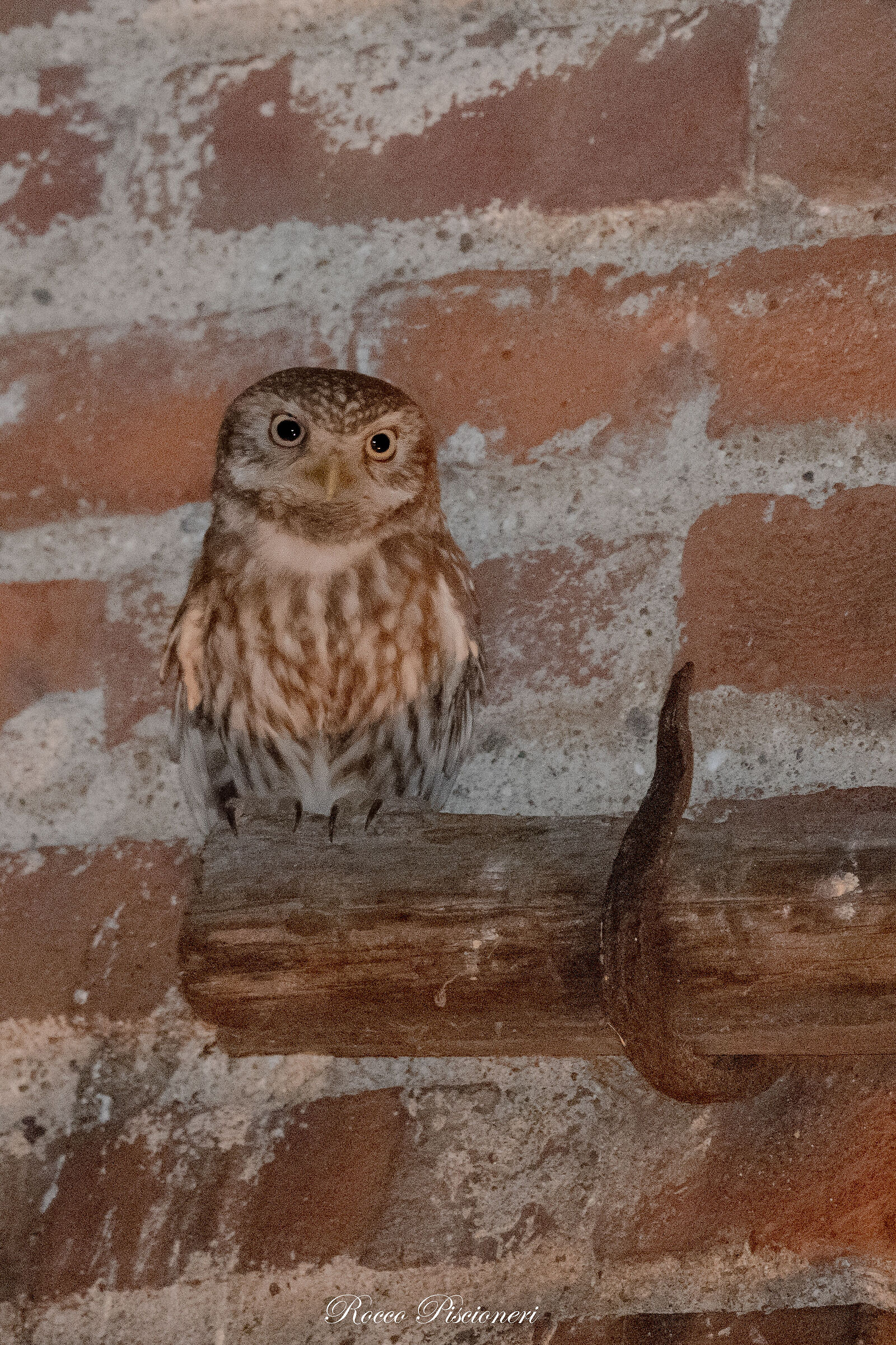 Owl