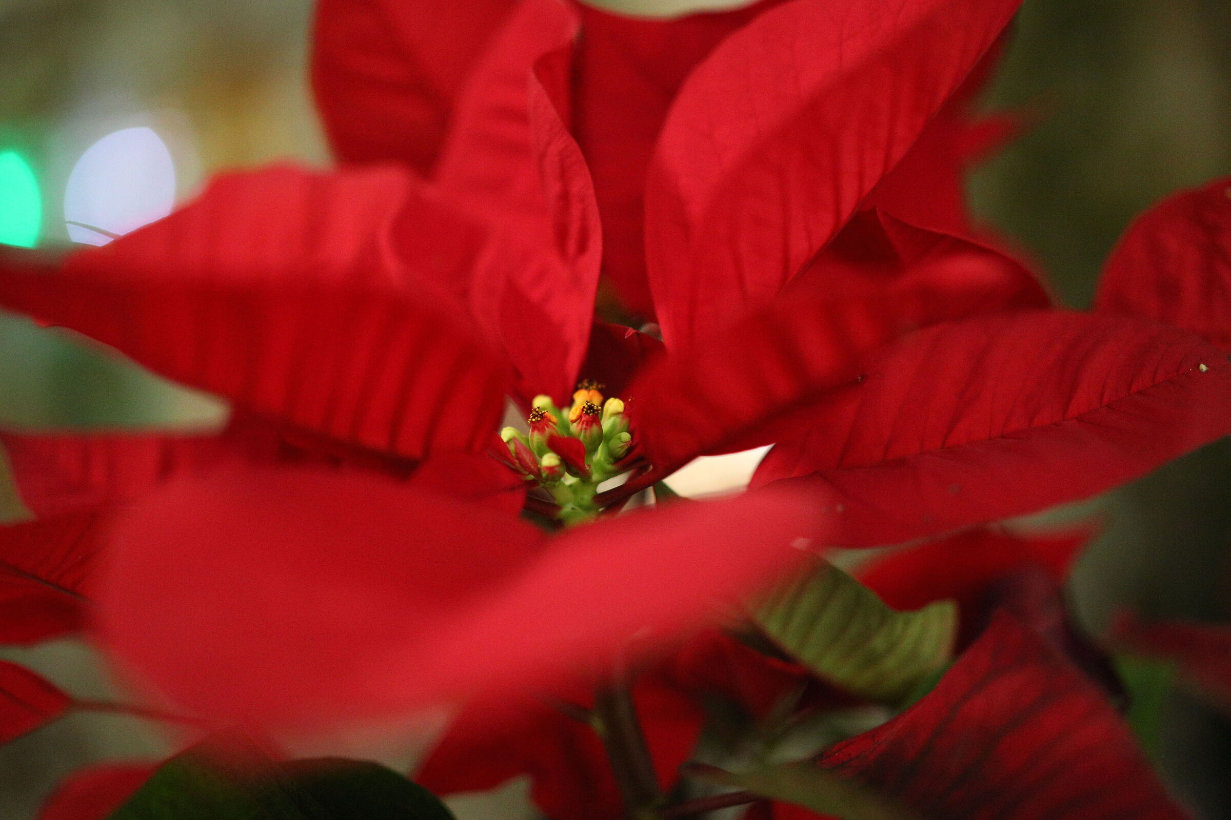 f.1.4, ISO 8.000 / Canon 6D- Milvus Zeiss 50, 1.4