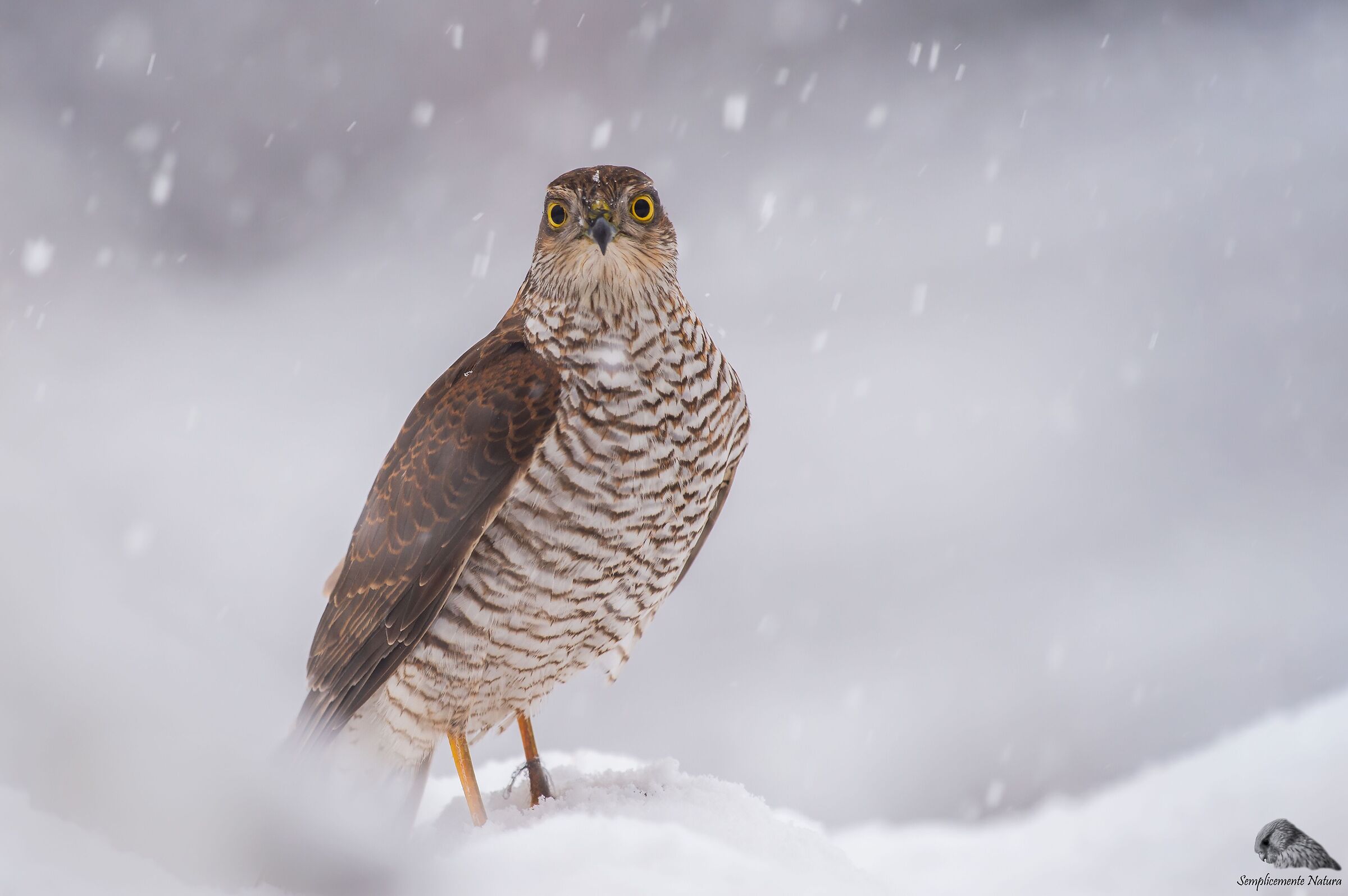 Sparrowhawk (Accipiter nisus)
