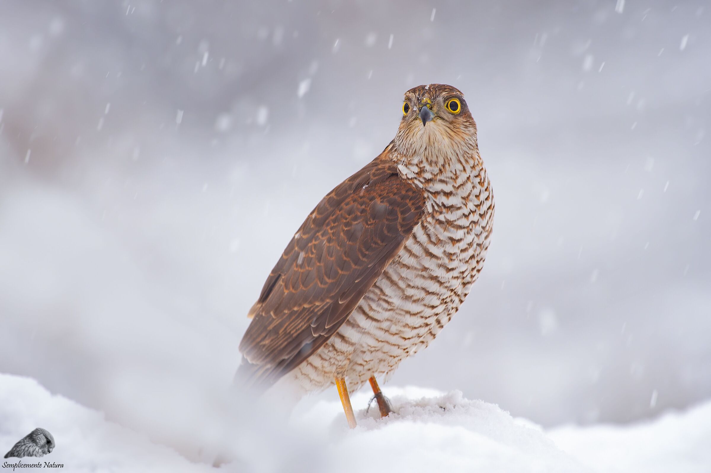 Sparrowhawk (Accipiter nisus)