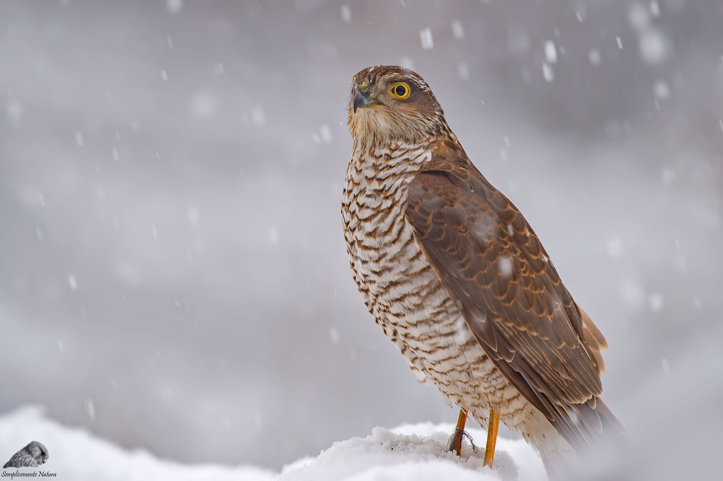Sparrowhawk (Accipiter nisus)