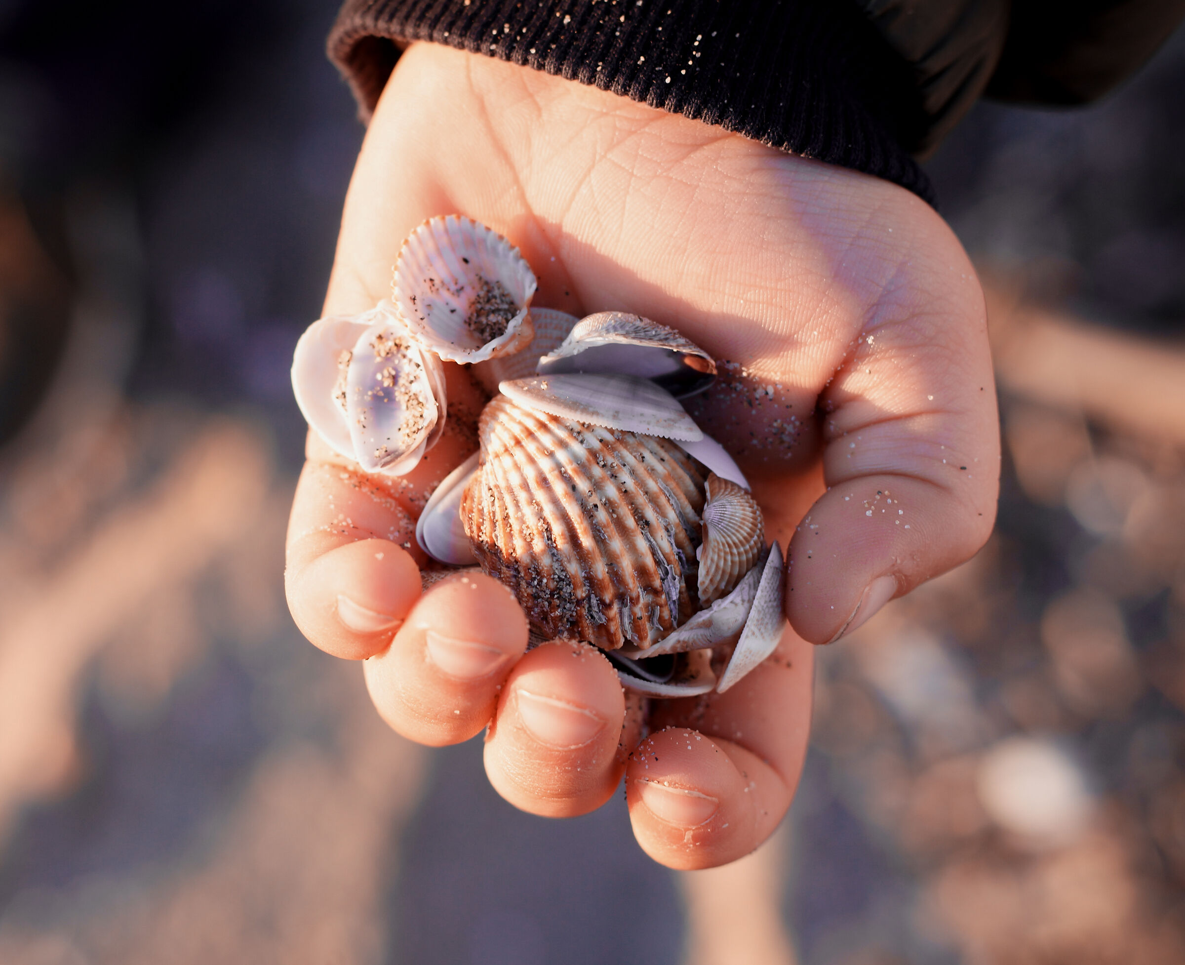 The Magic of Shells