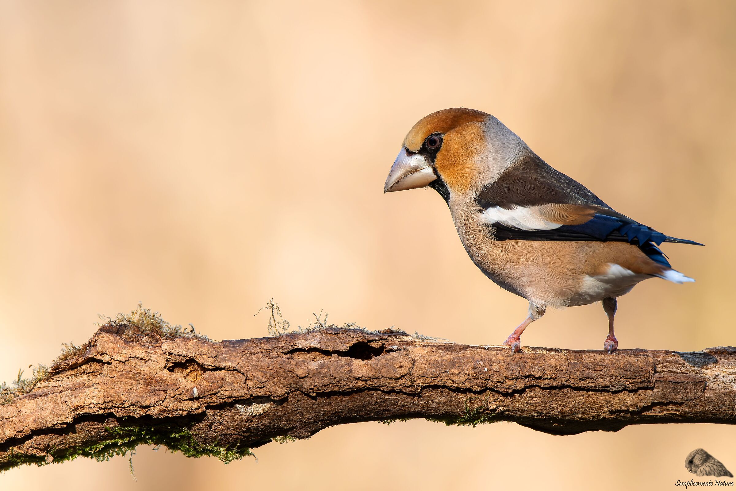 Frosone (Coccothraustes coccothraustes)