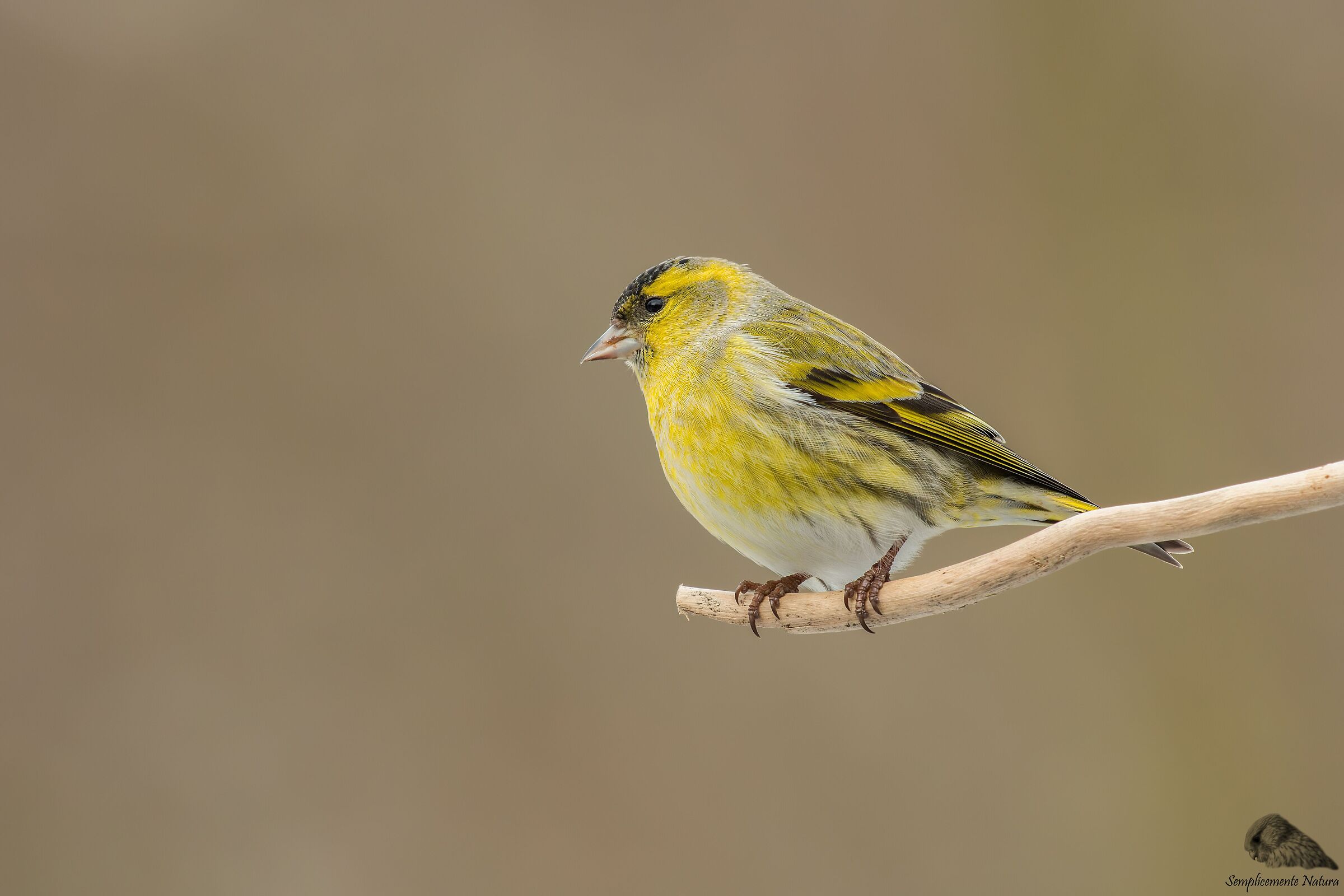 Lucherino (Spinus spinus)