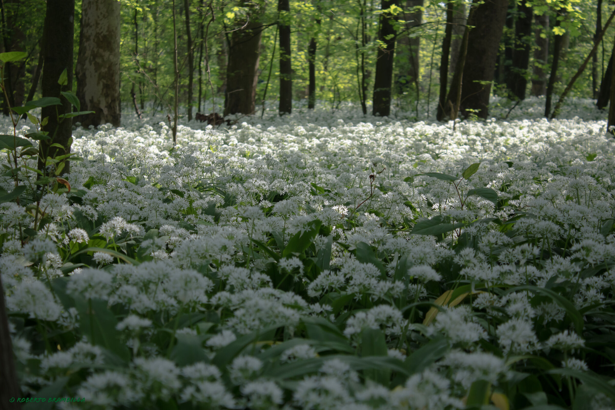 Spring snow