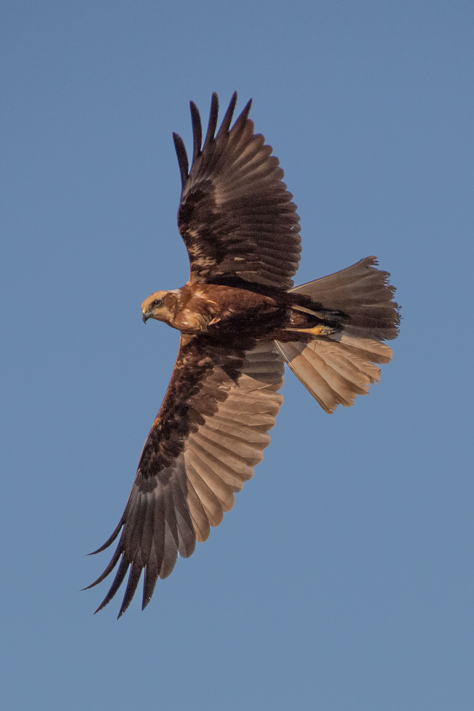 Female Marsh Falcon