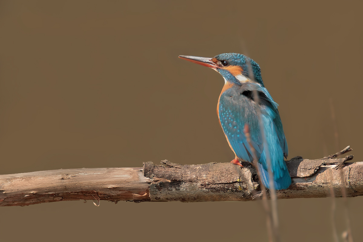 Martina ... in manual