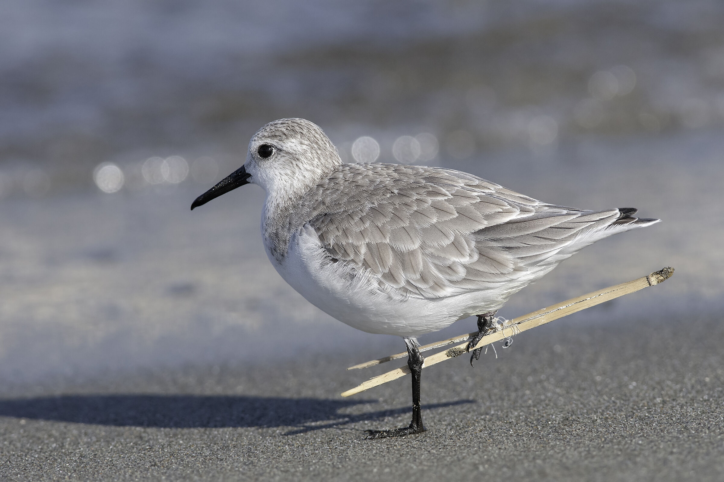 Hostile environment (Three-toed Piovanello)