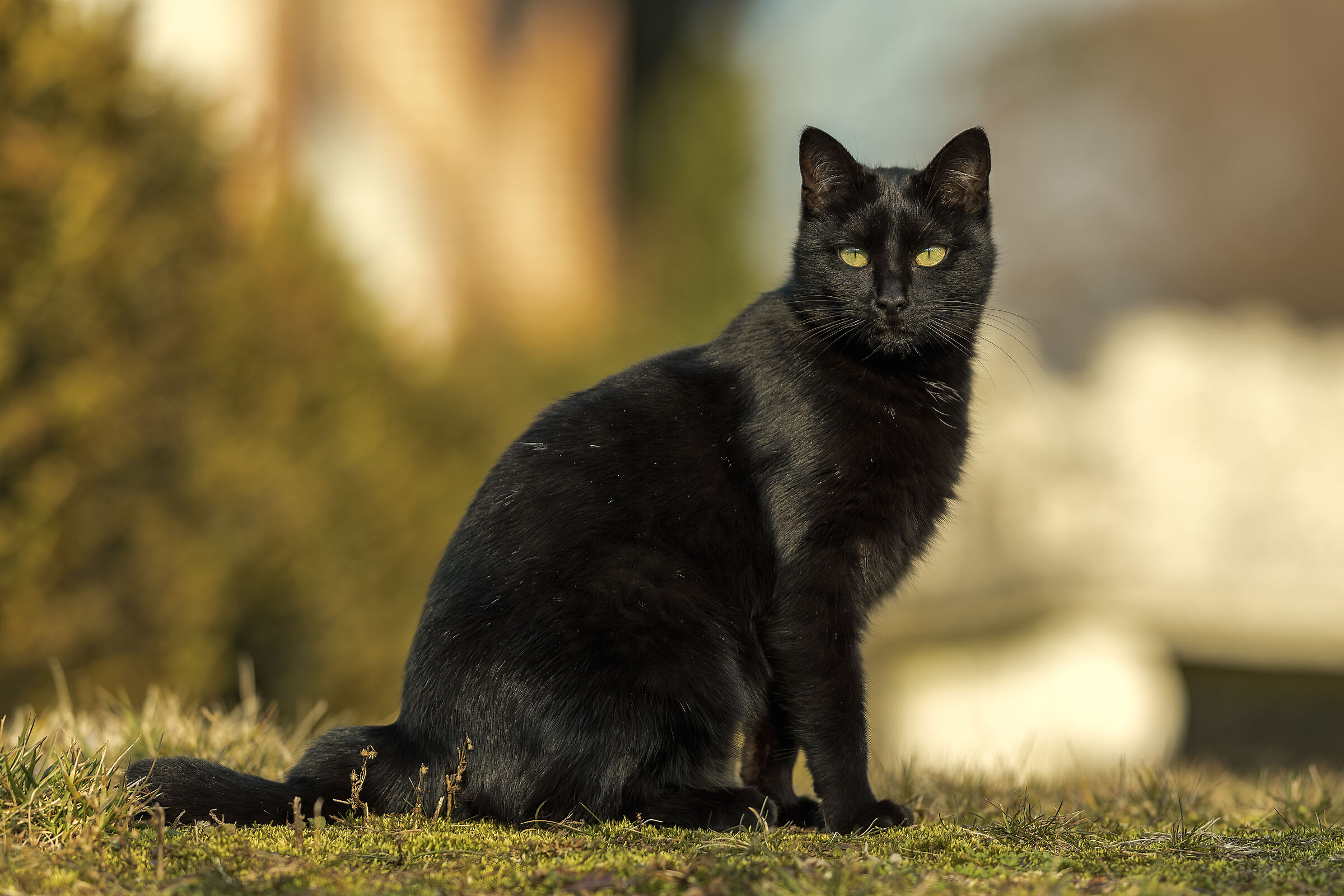 A cat can look into the eyes of a king.