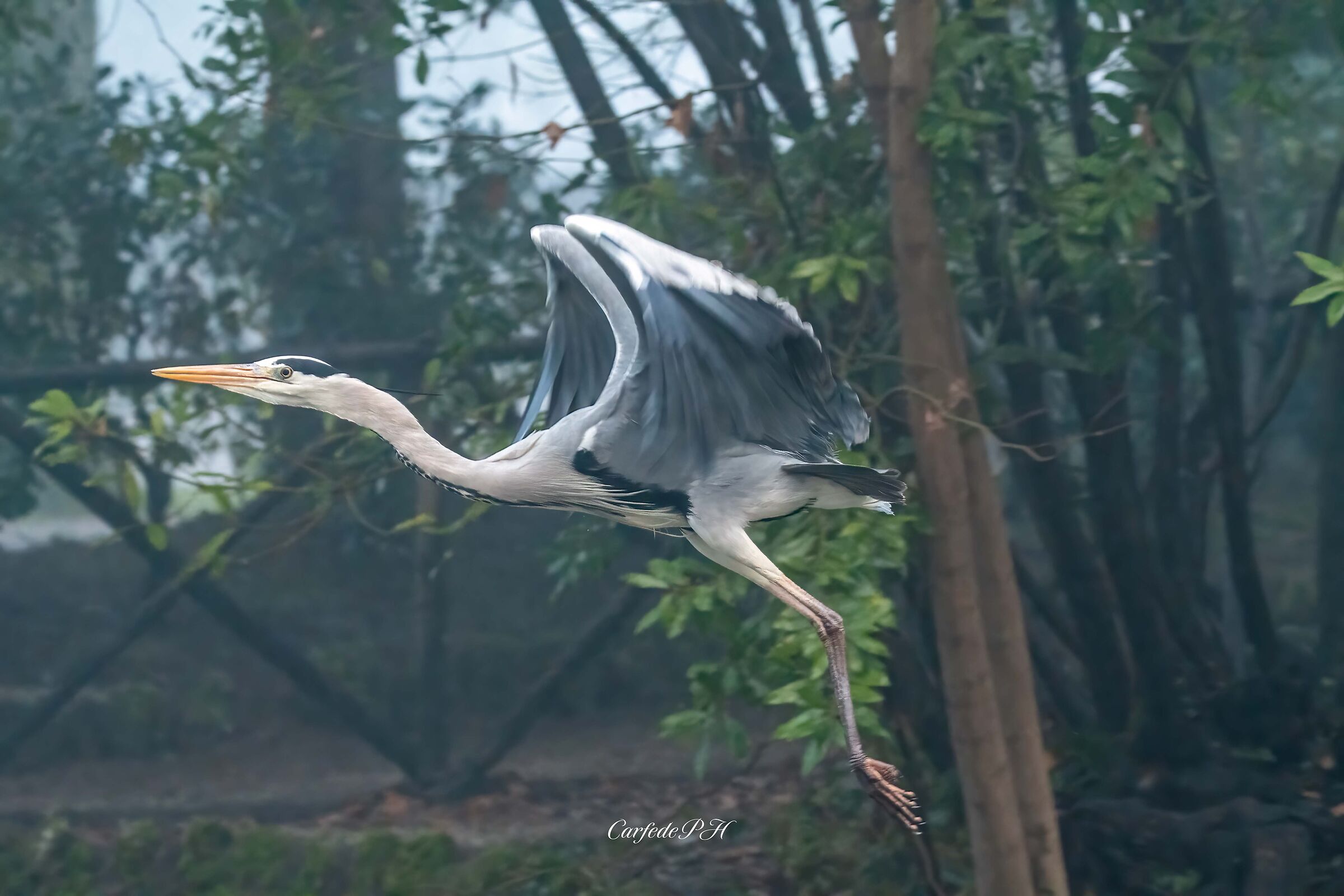grey heron