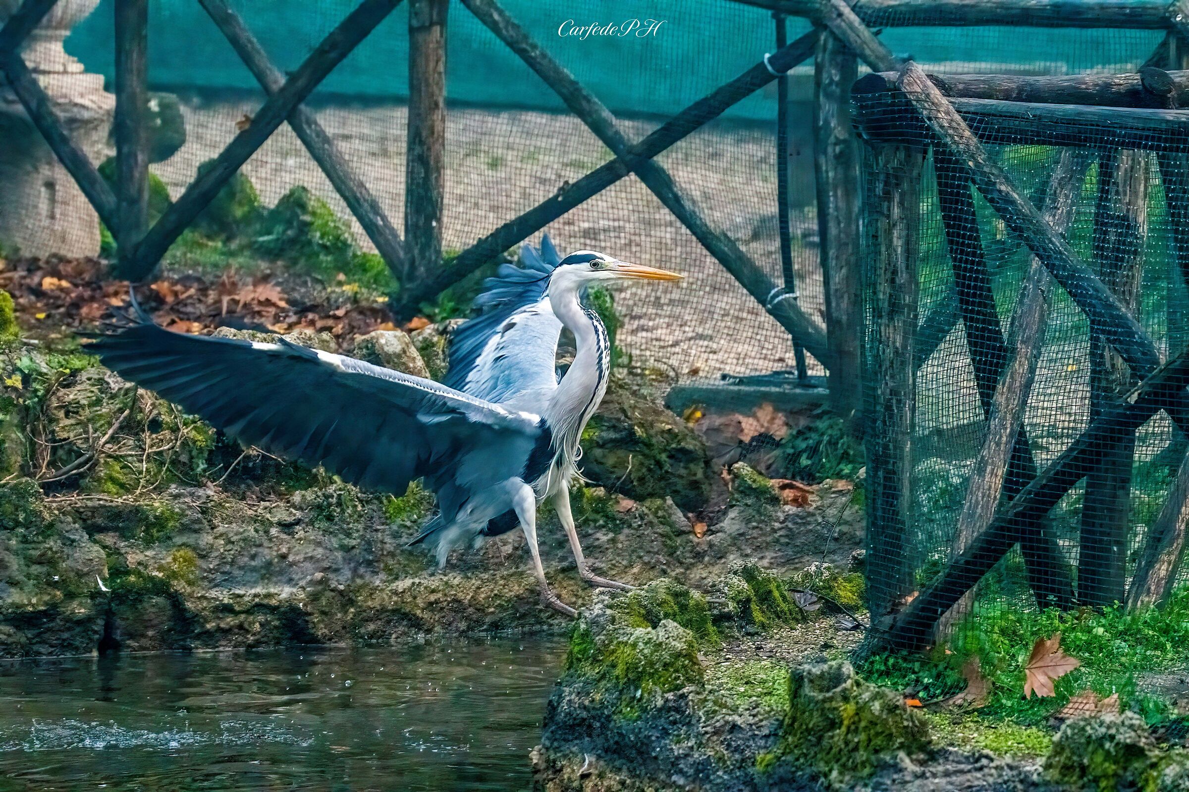 grey heron