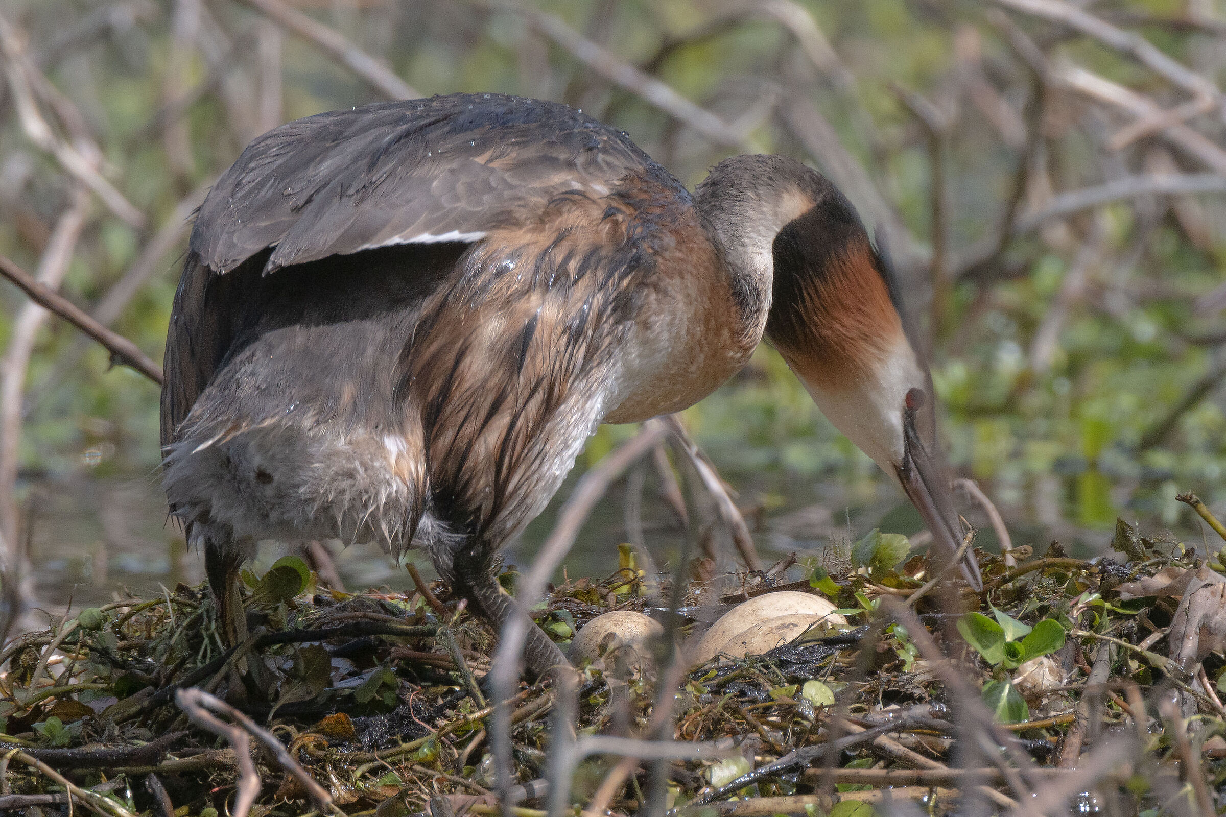 Great crested grebe