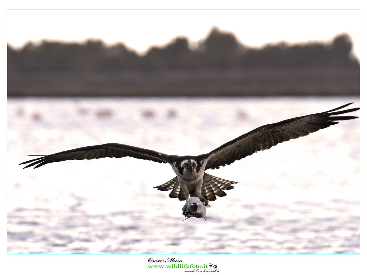 Osprey Osprey www.wildlifefoto.it