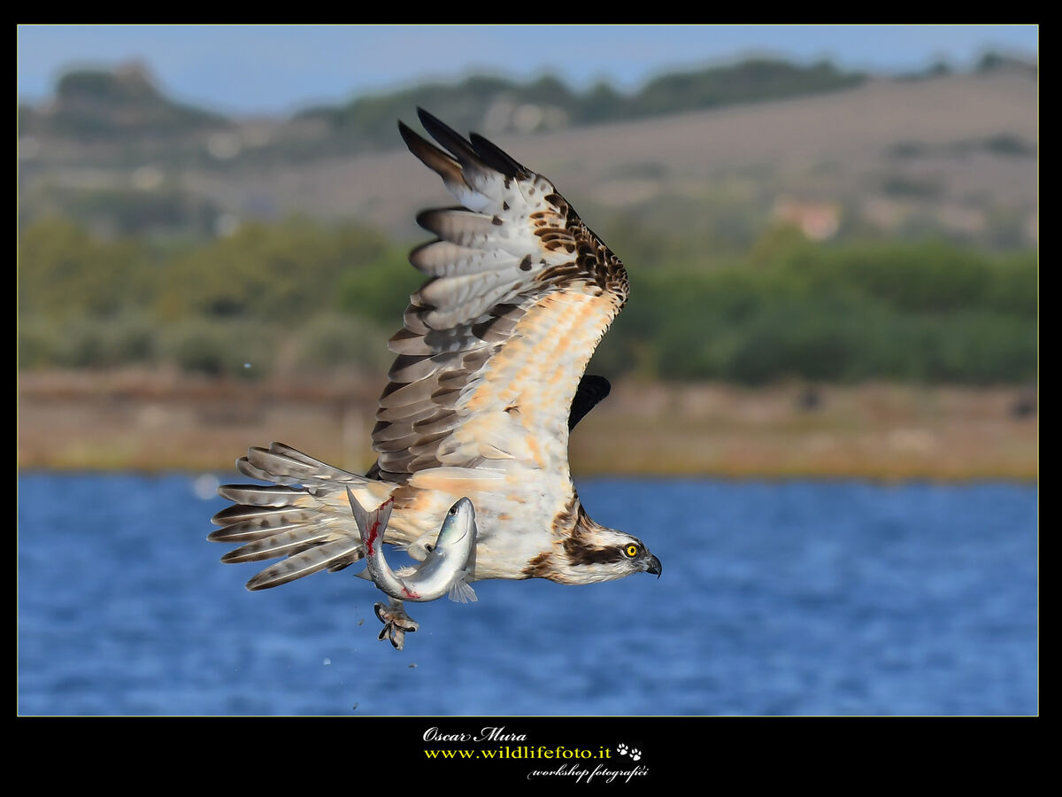 Falco pescatore Osprey www.wildlifefoto.it