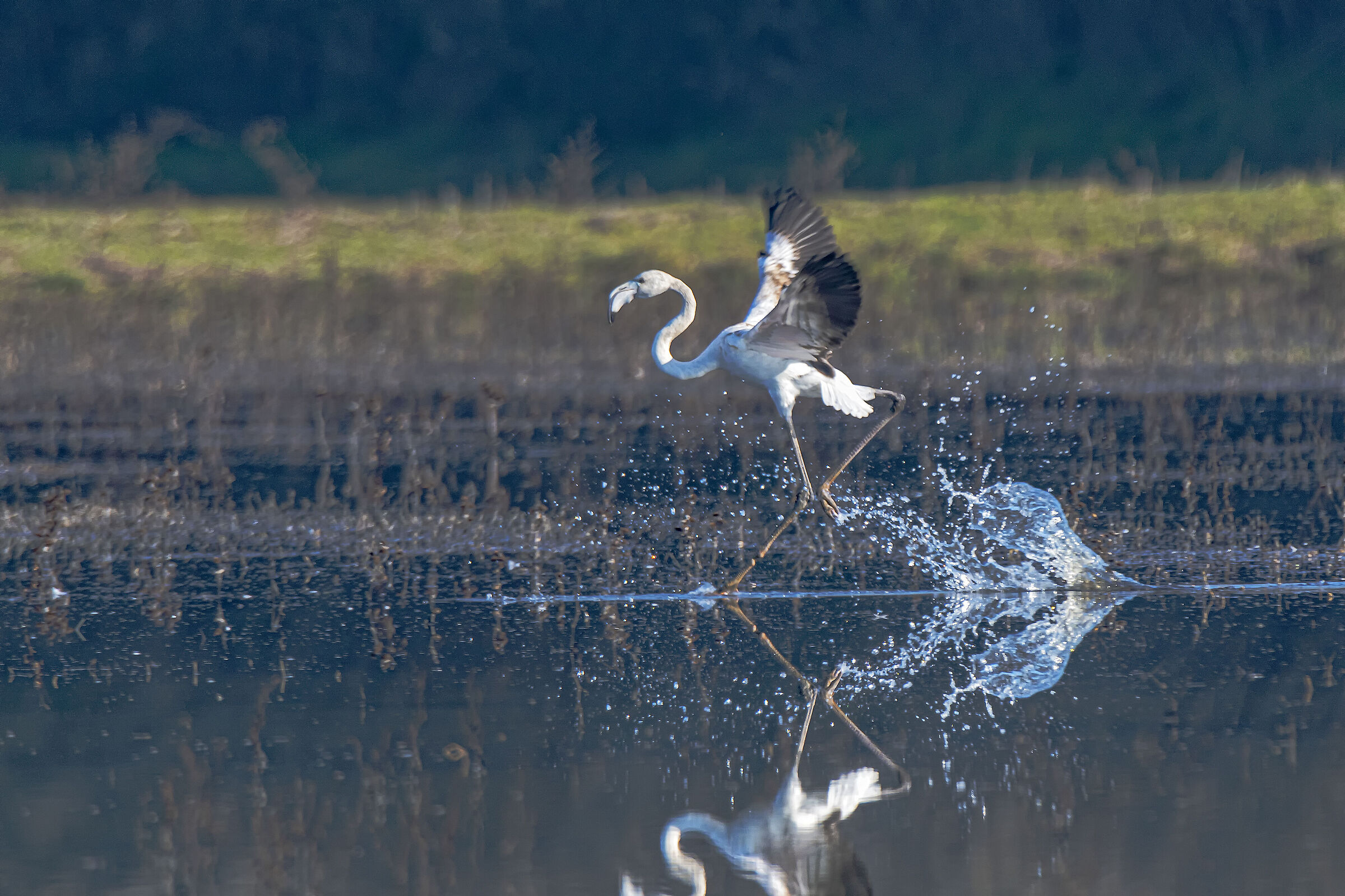 Fenicottero in frenata