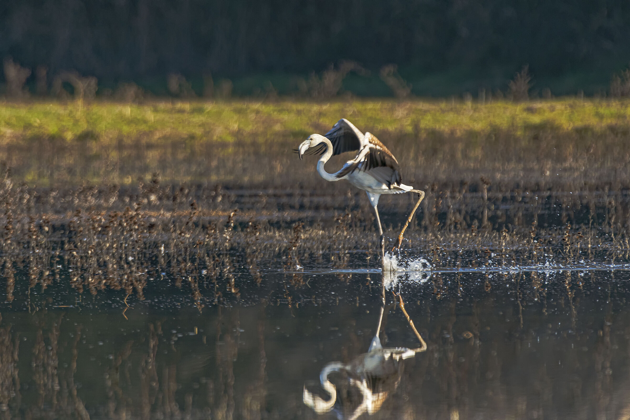 La ferita da fascetta precoce