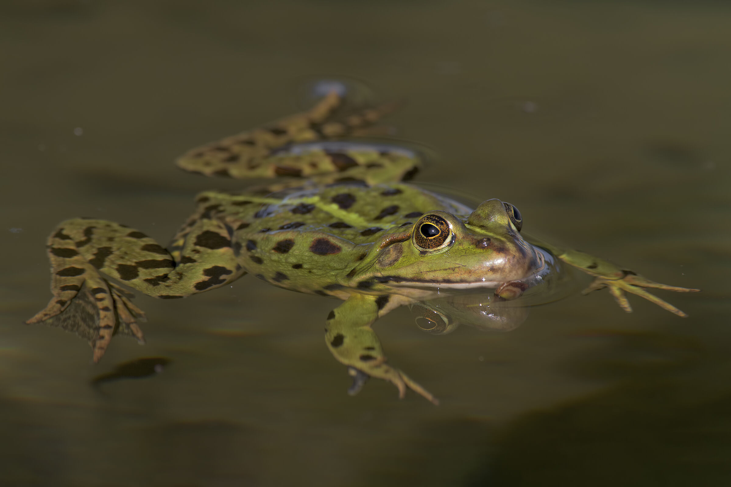 Green frog