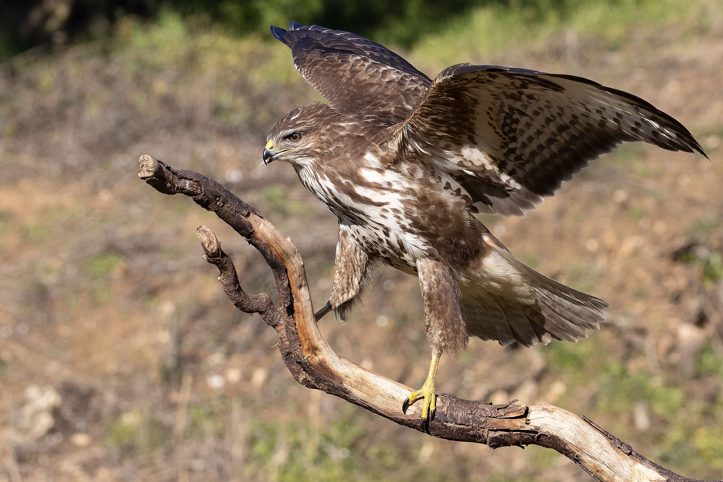 Buzzard