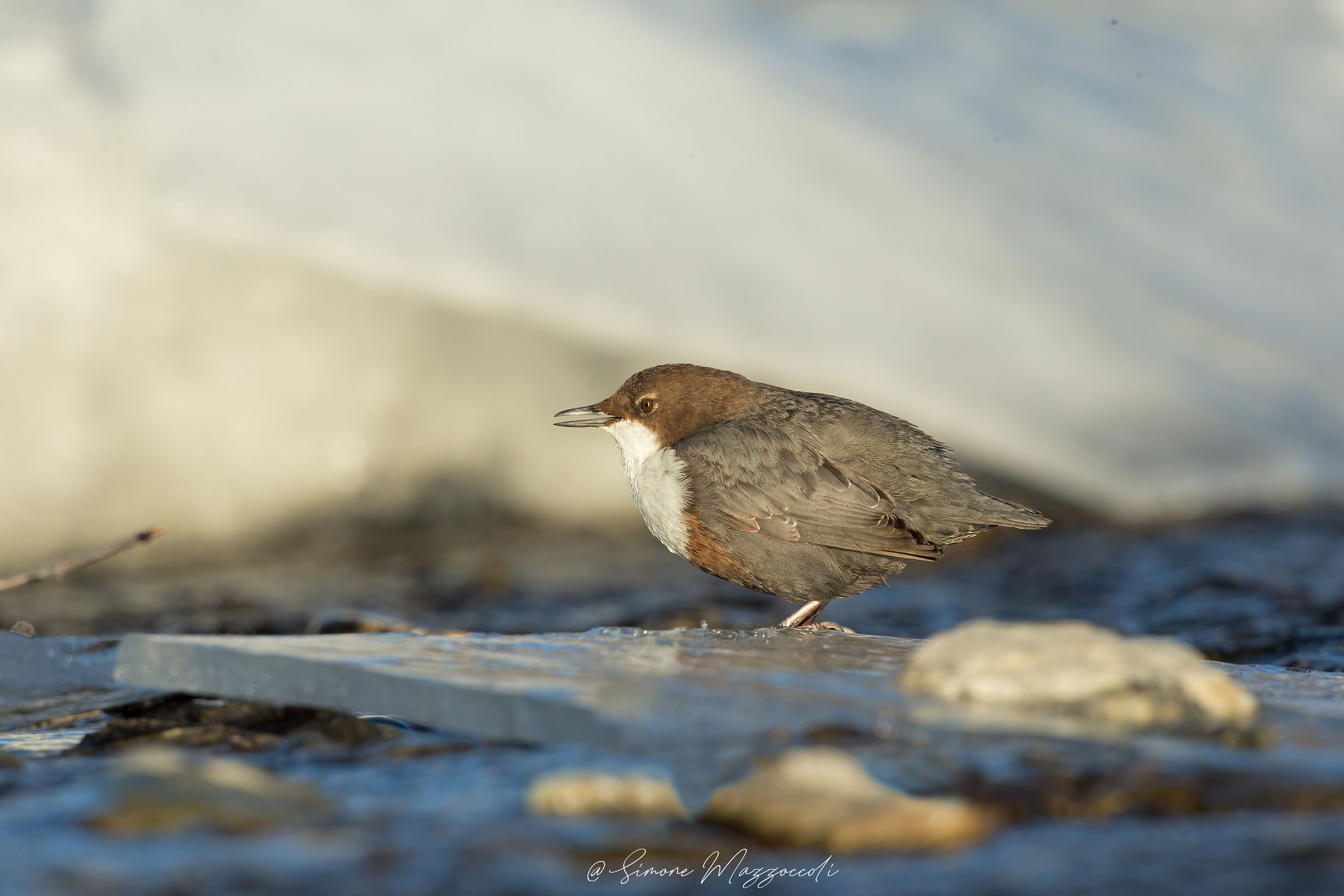 Merlo acquaiolo - Dipper