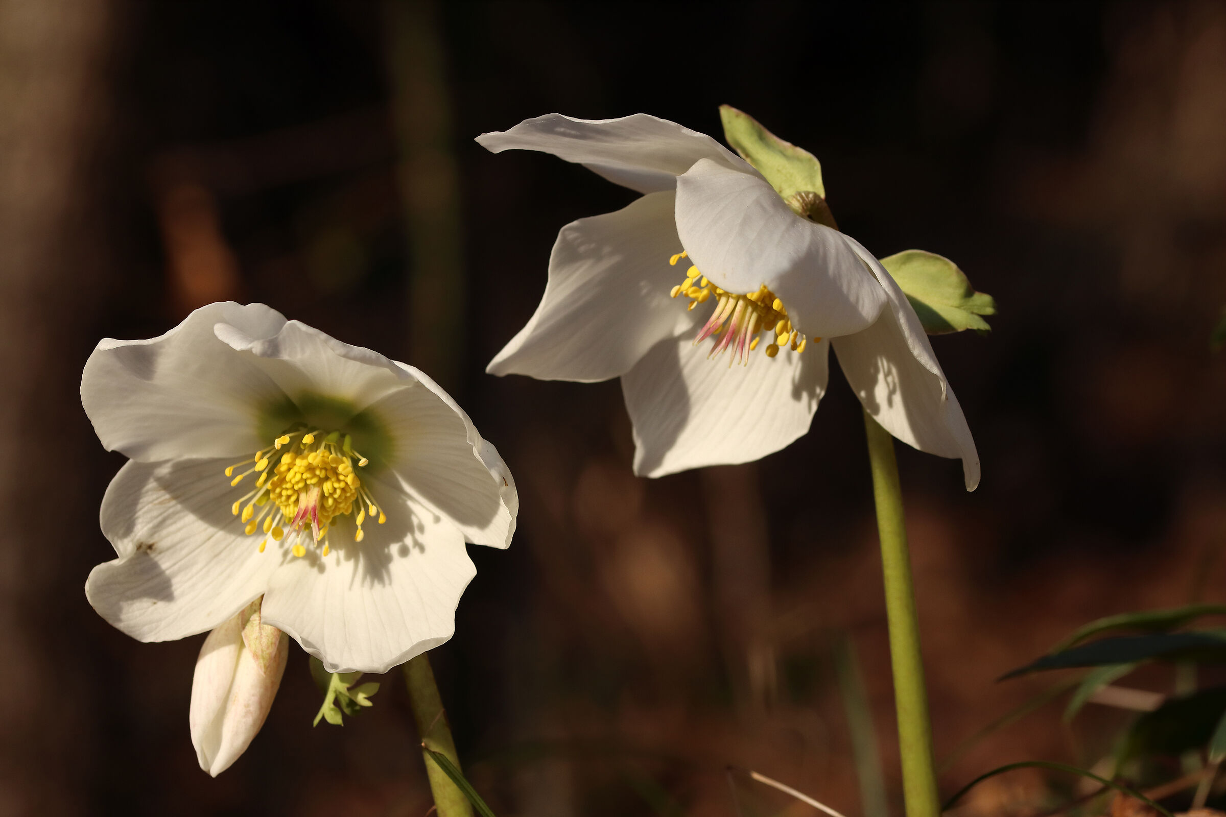 jewels of the forest