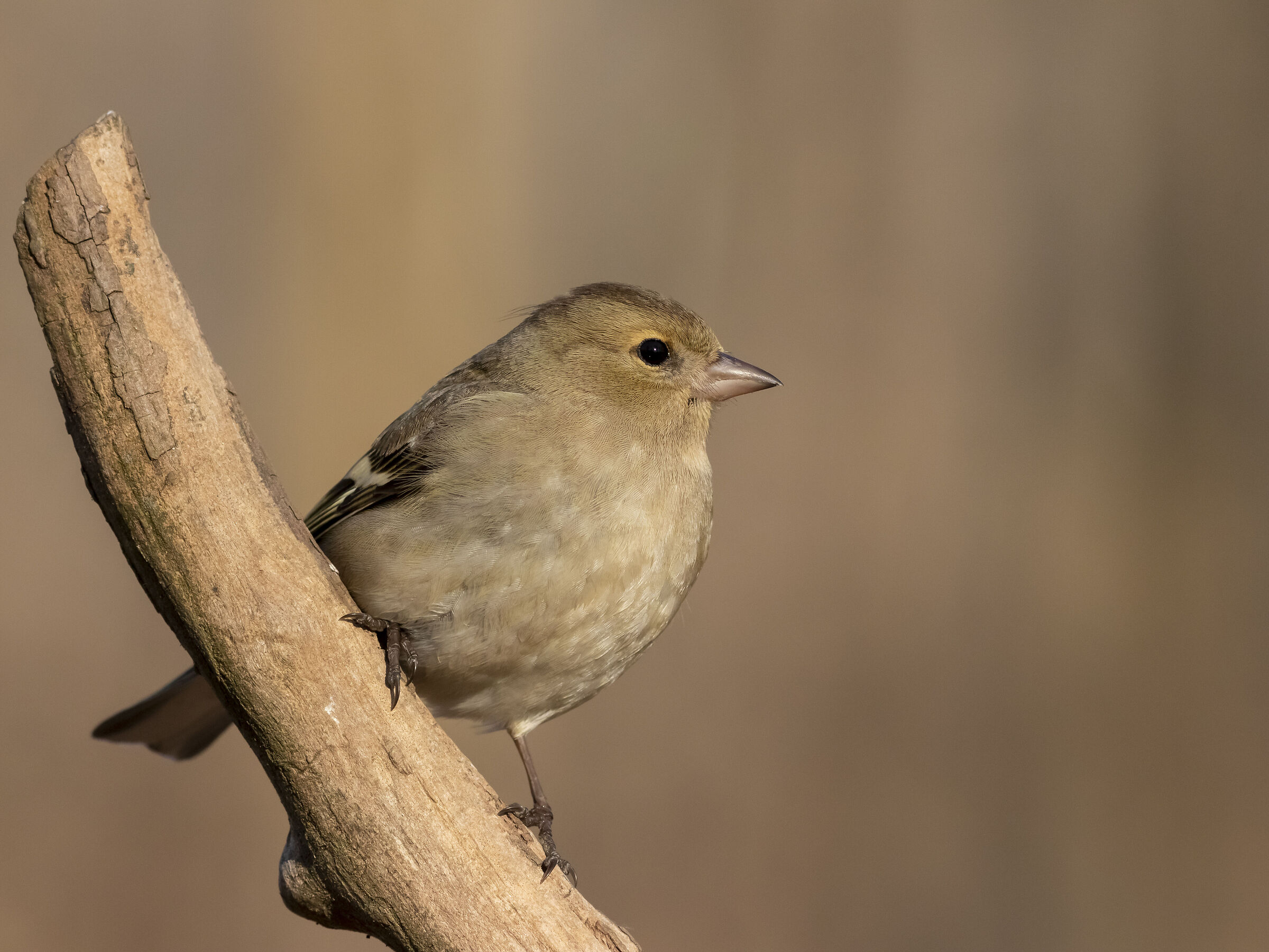 Female chaffinch