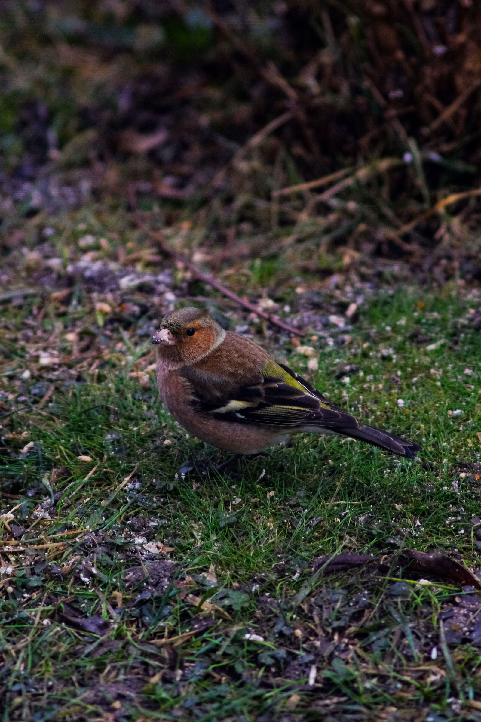 Chaffinch (fringilla coelebs)