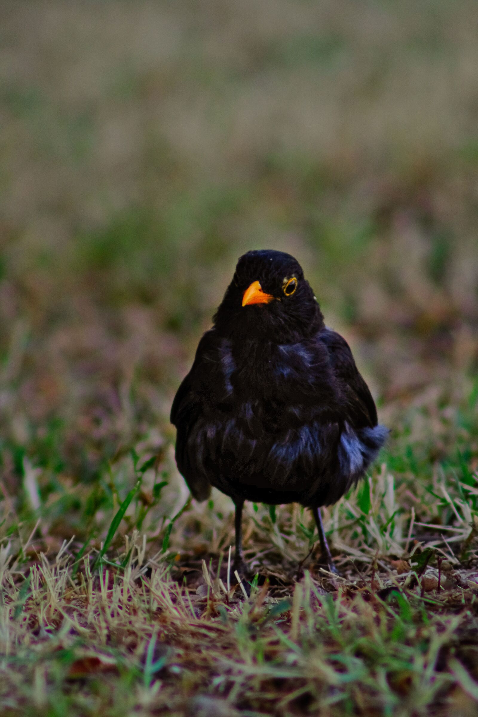 curious looks. (turdus merula)