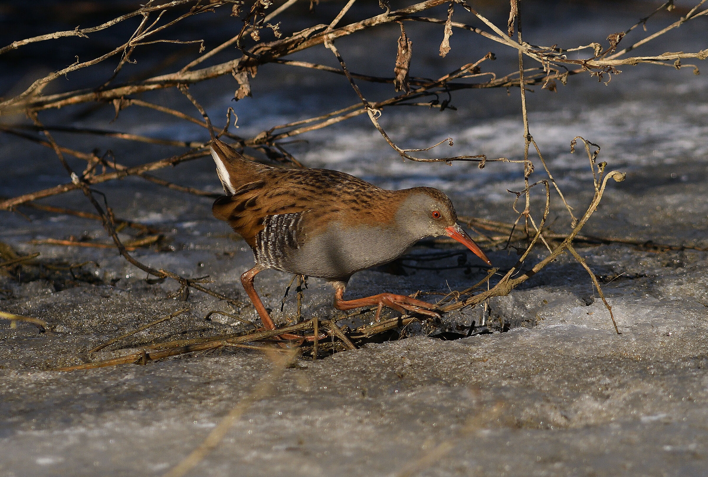 Water rail..