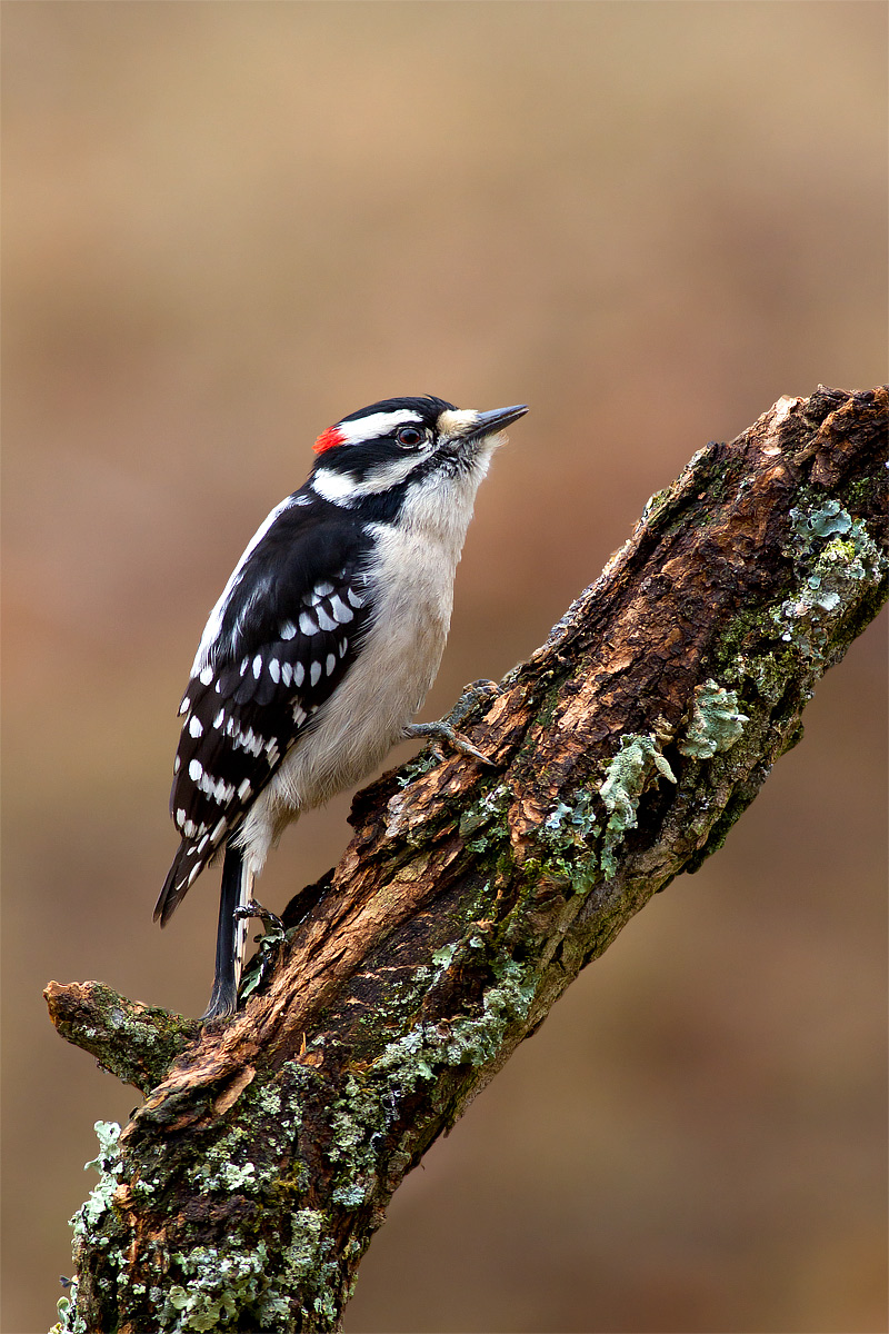 Downy Woodpecker
